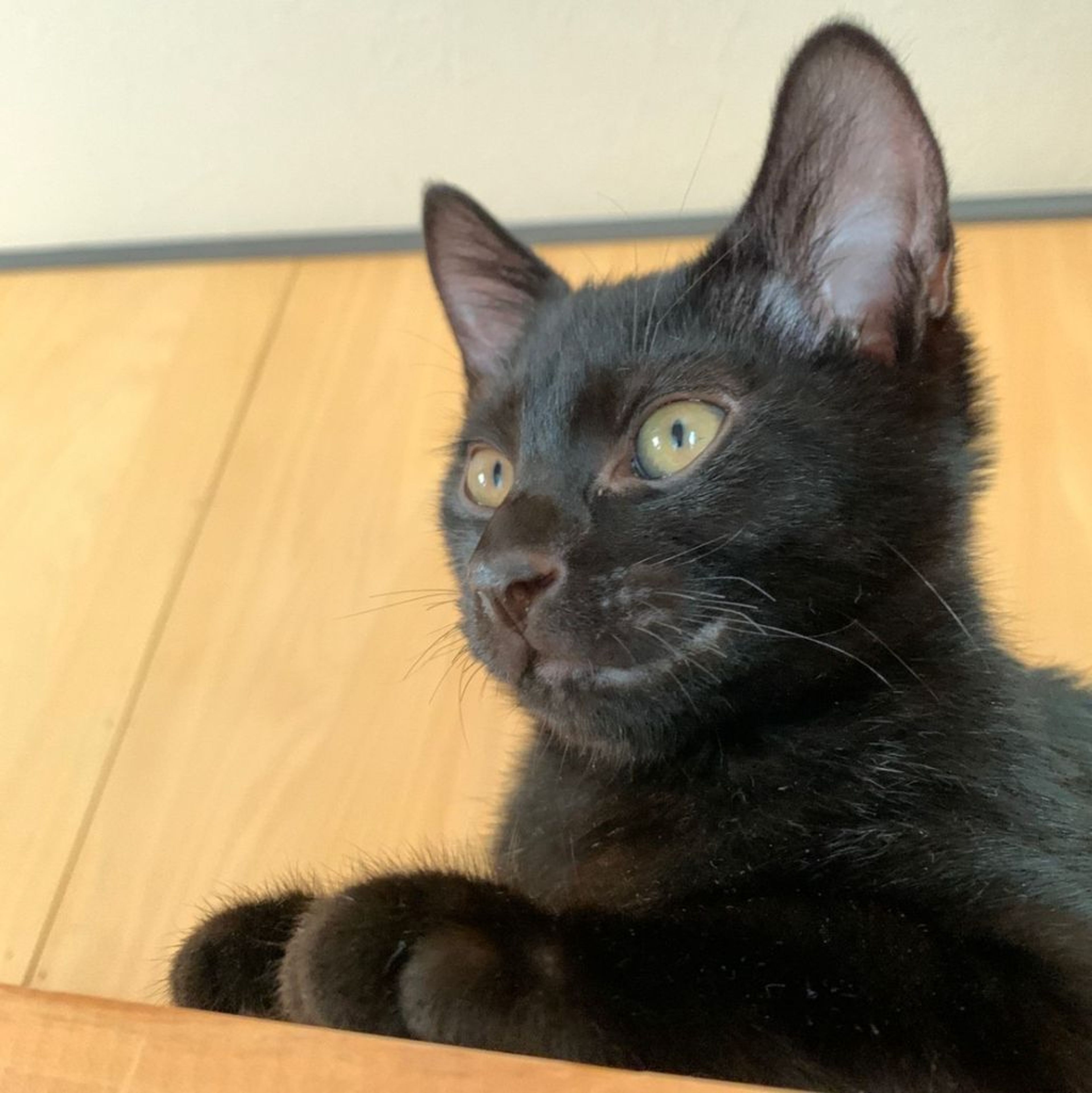 pet-image-8