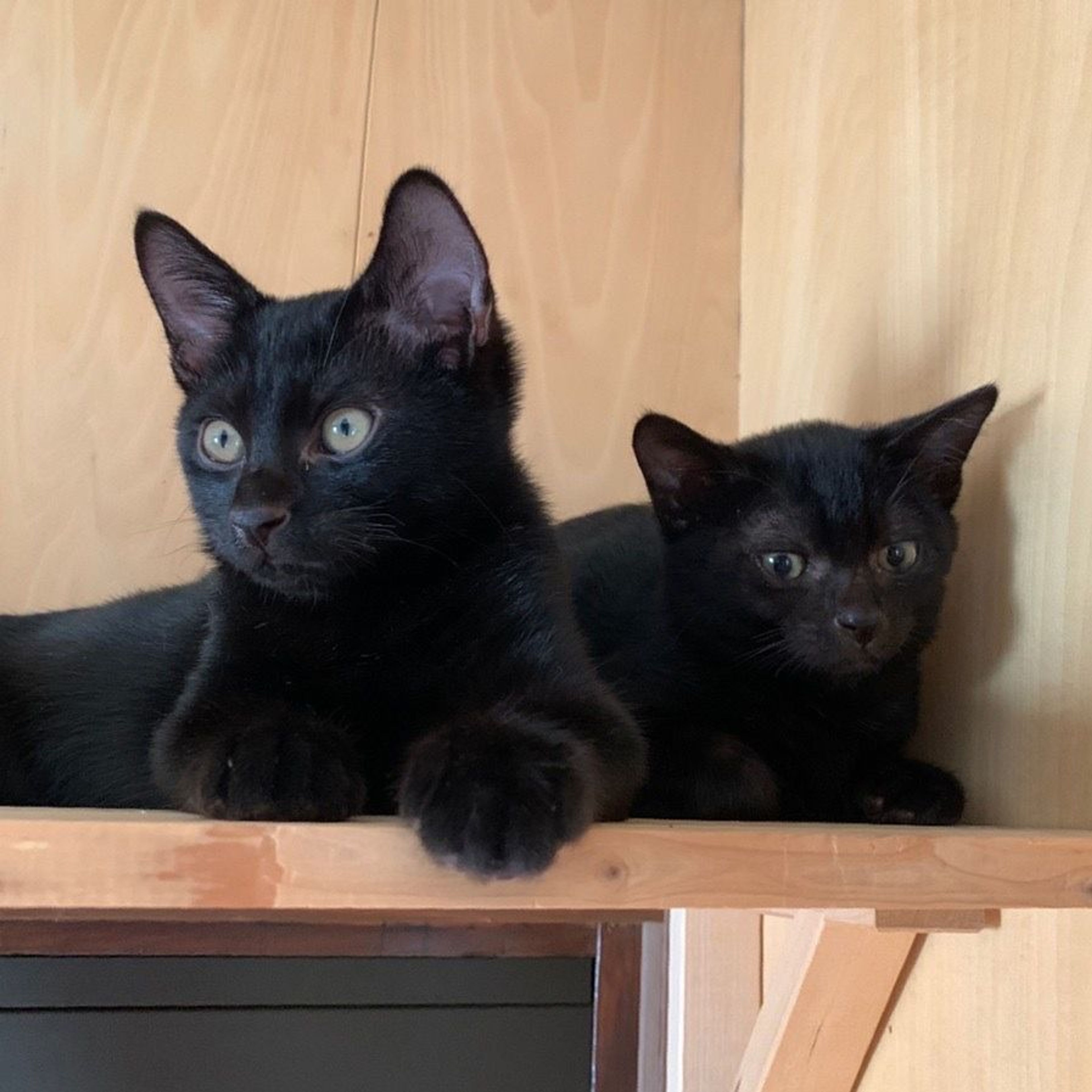 pet-image-9