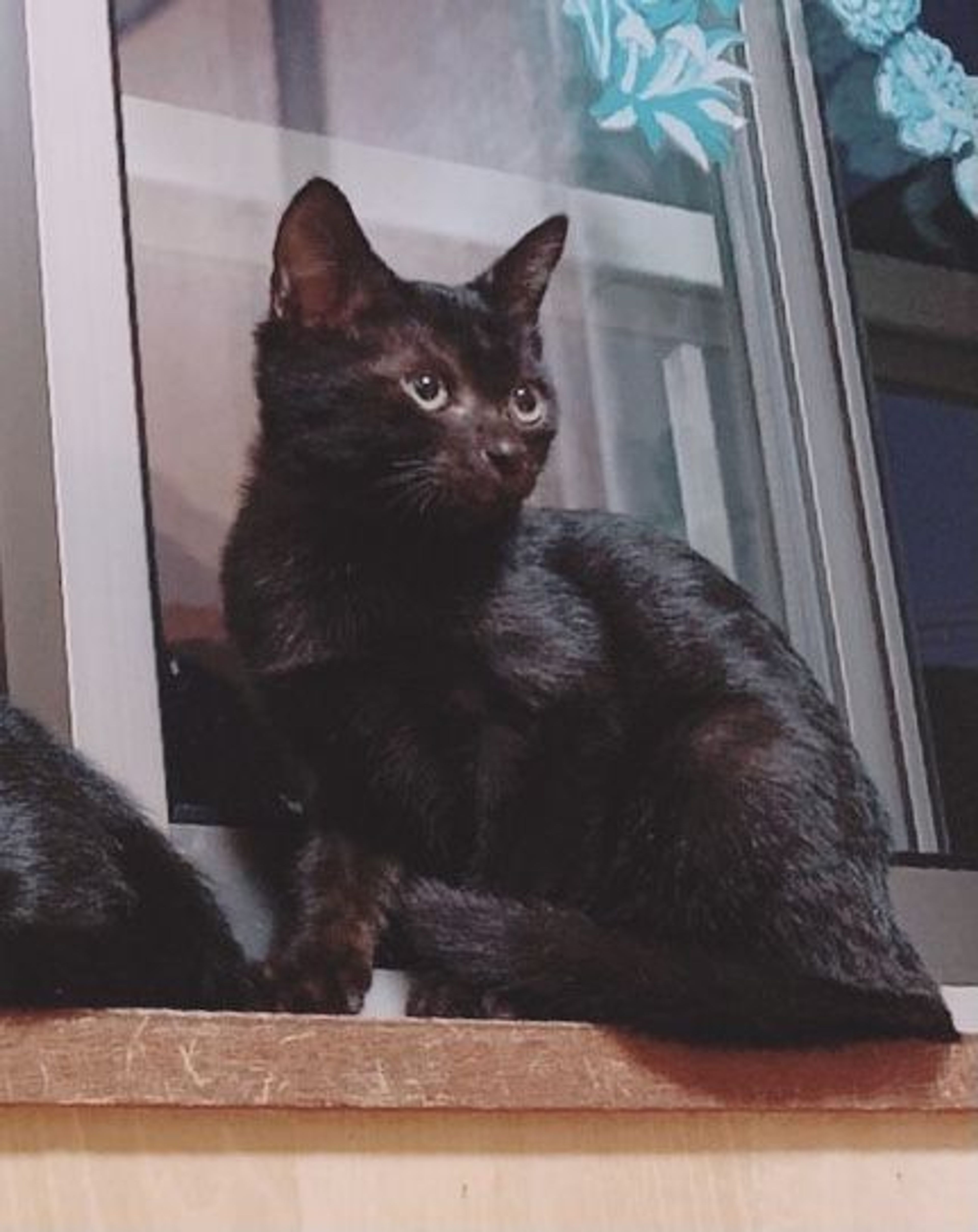 pet-image-5