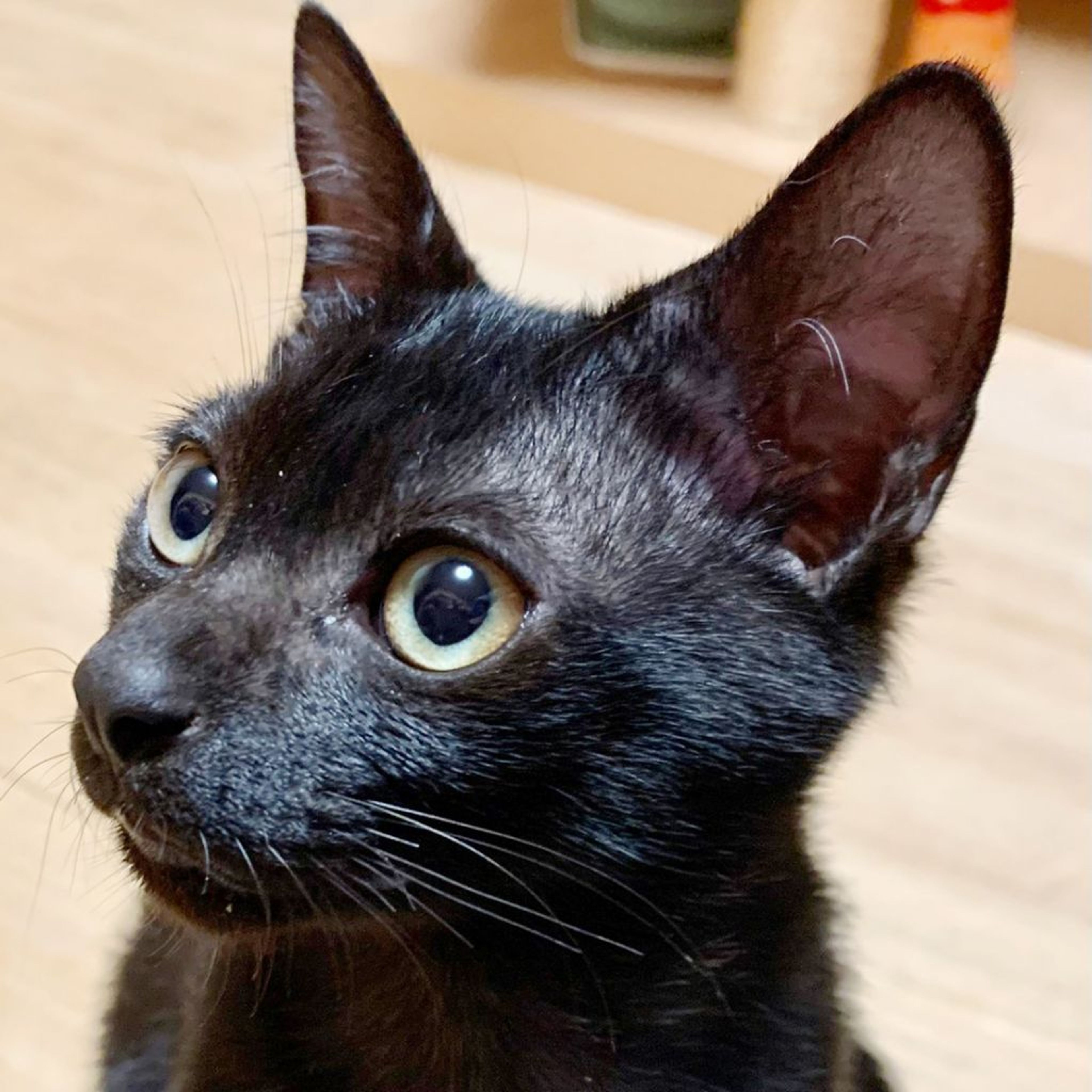 雑種（ミックス猫）・オスの里親募集の写真