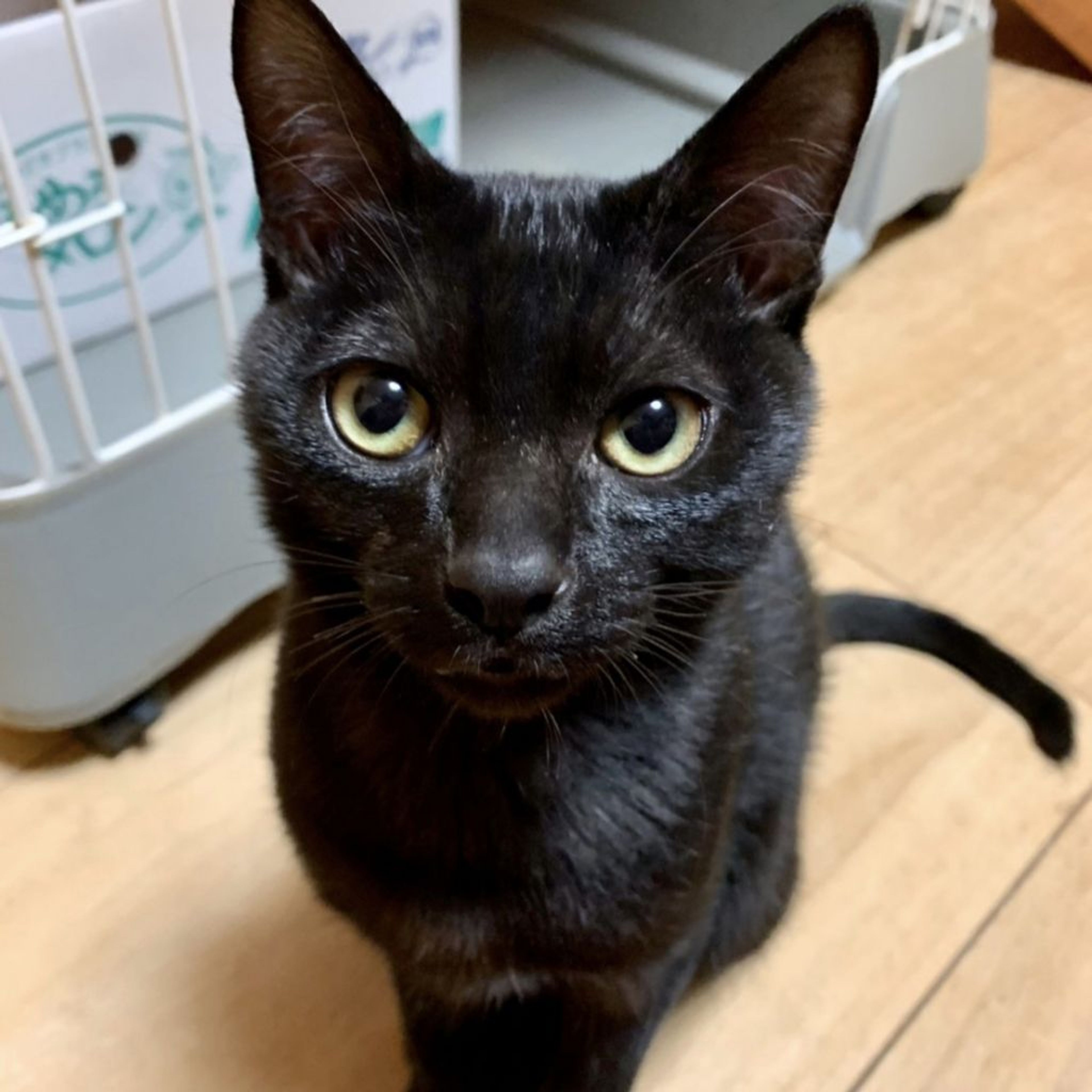 pet-image-2