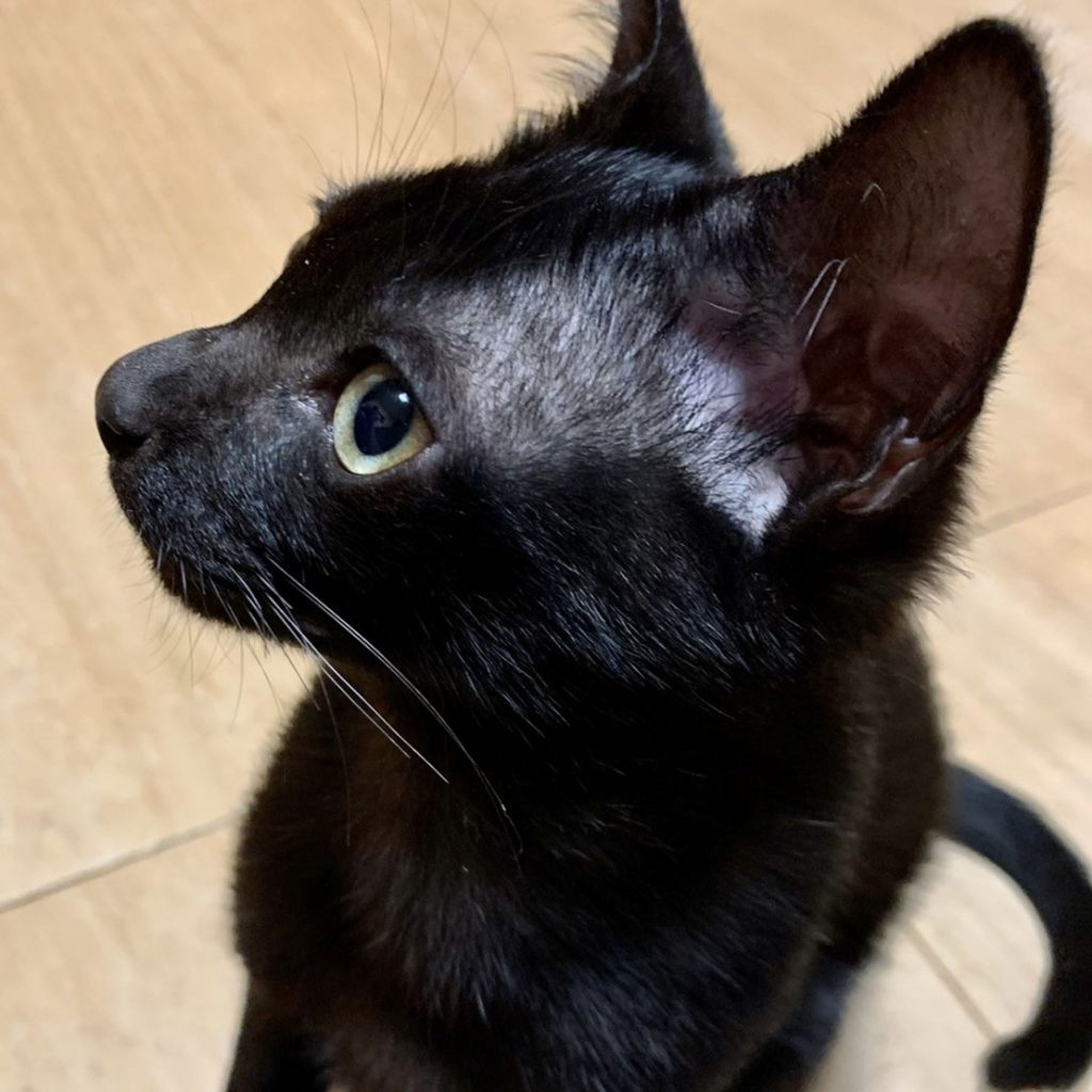 pet-image-6