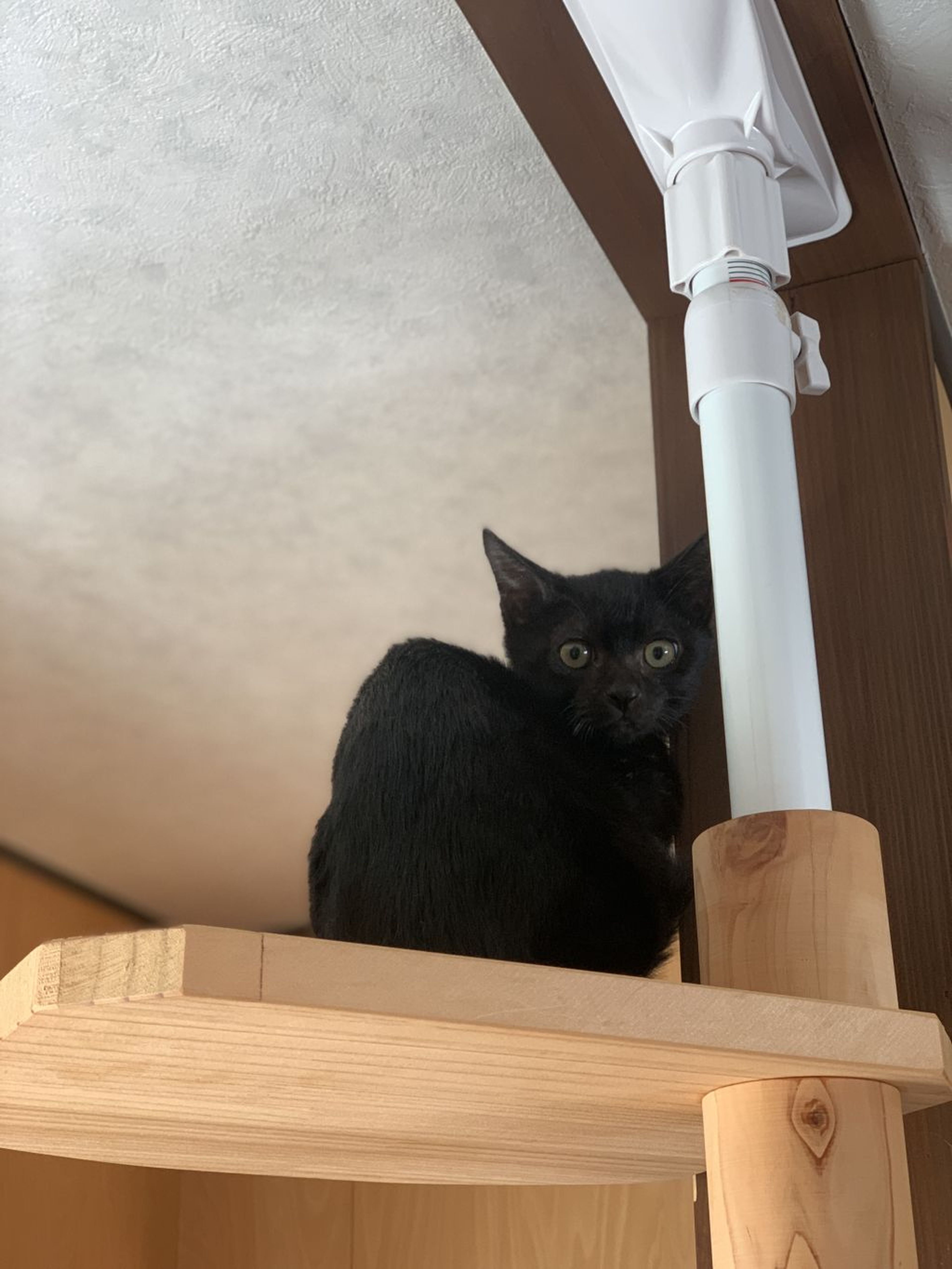 pet-image-7