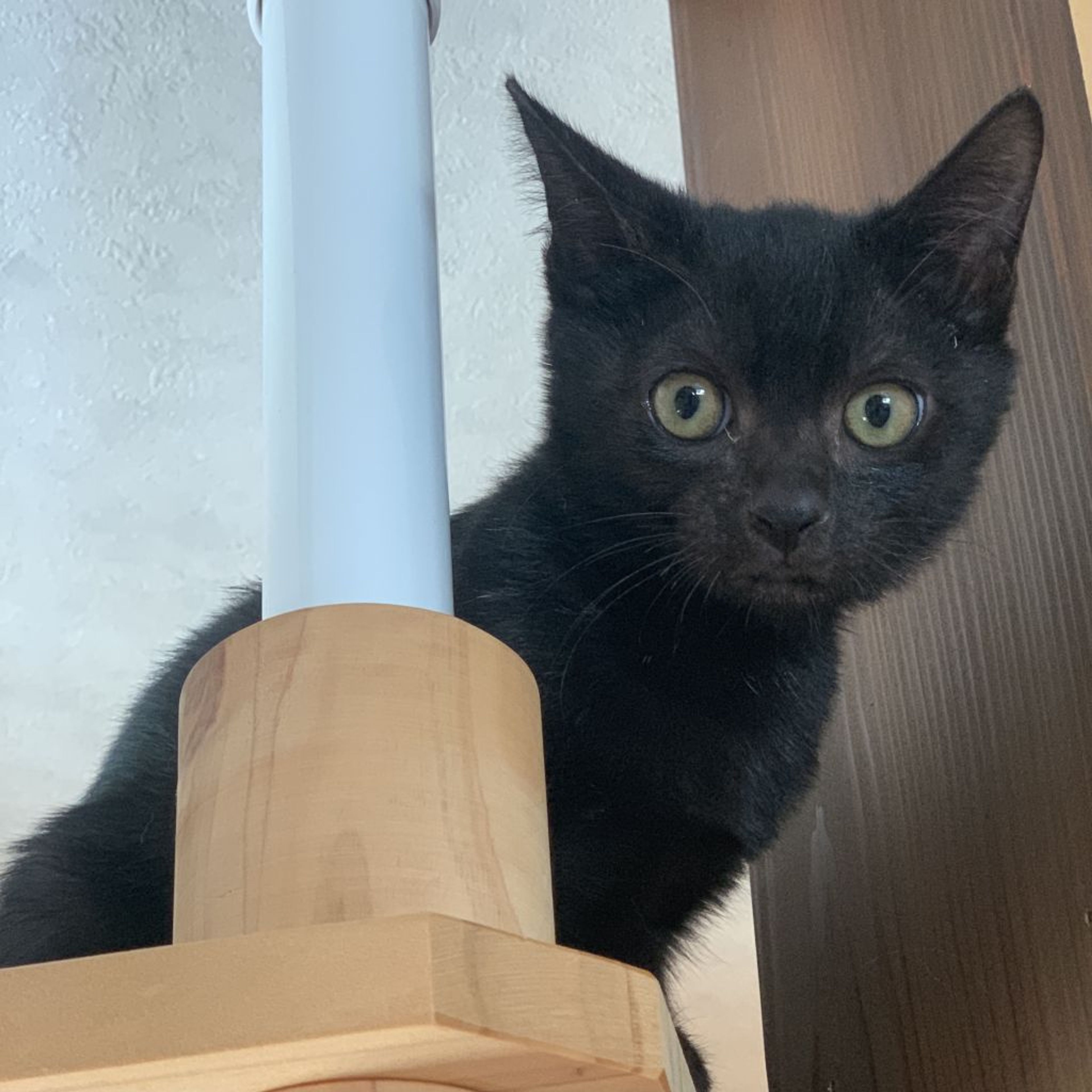 pet-image-8