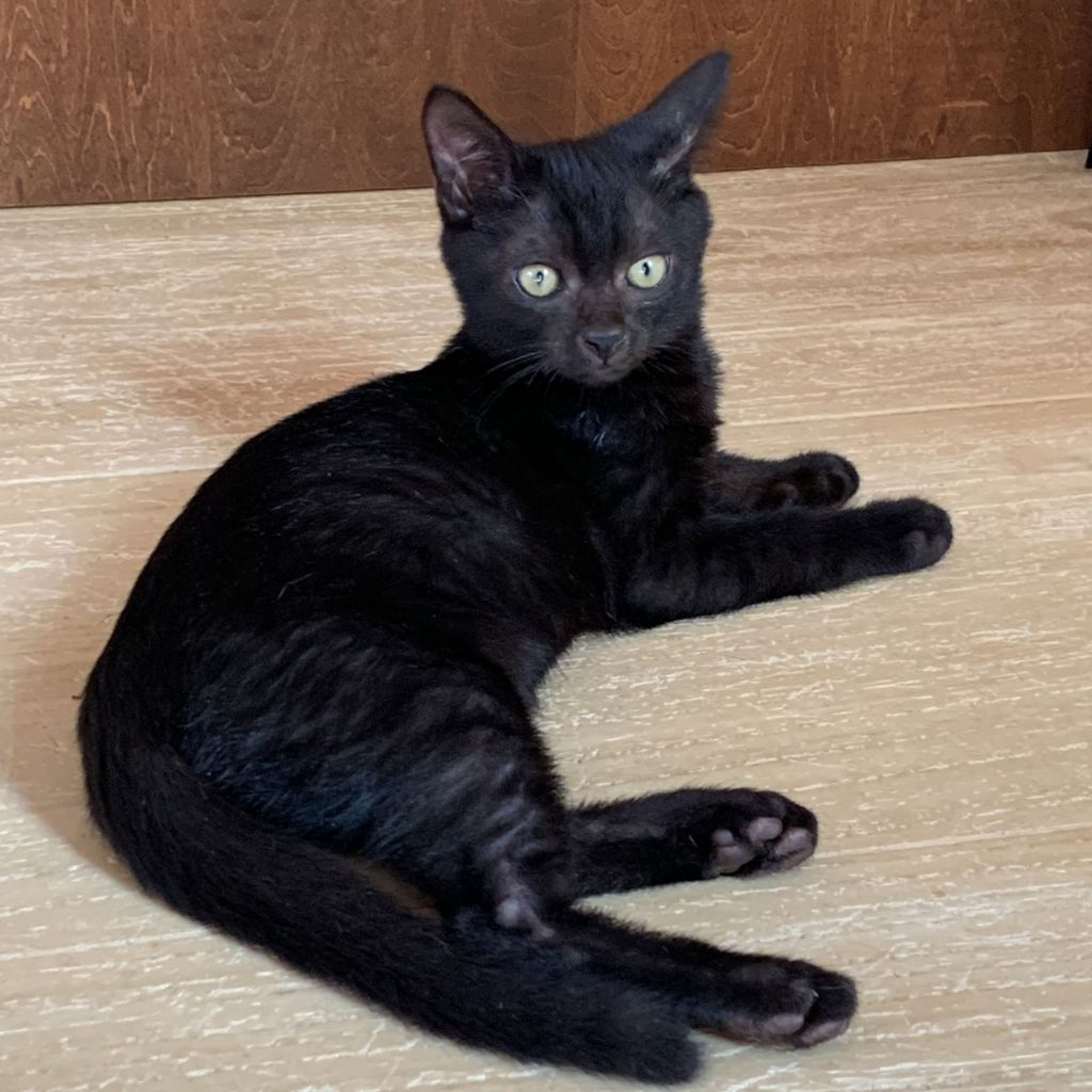pet-image-9