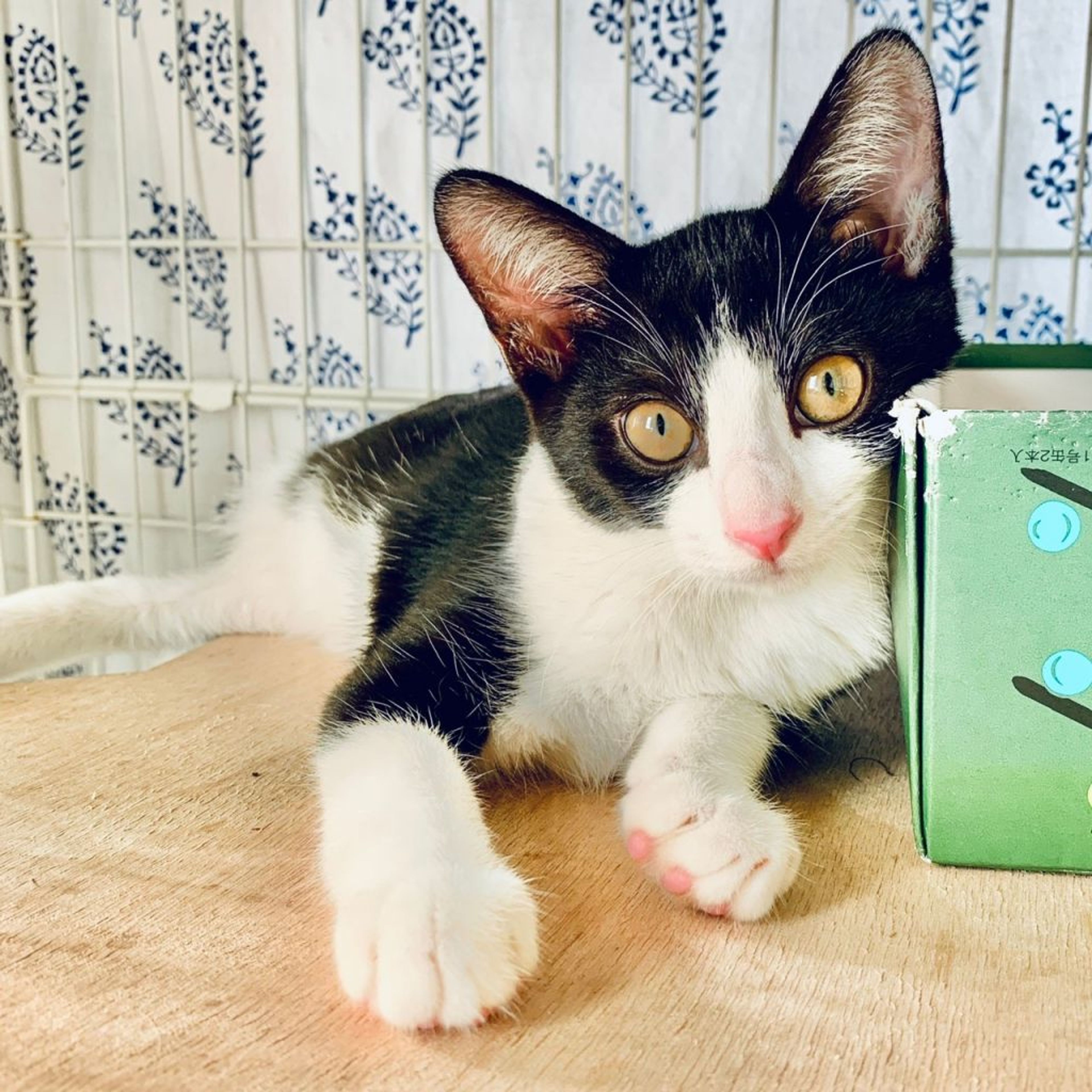 pet-image-3