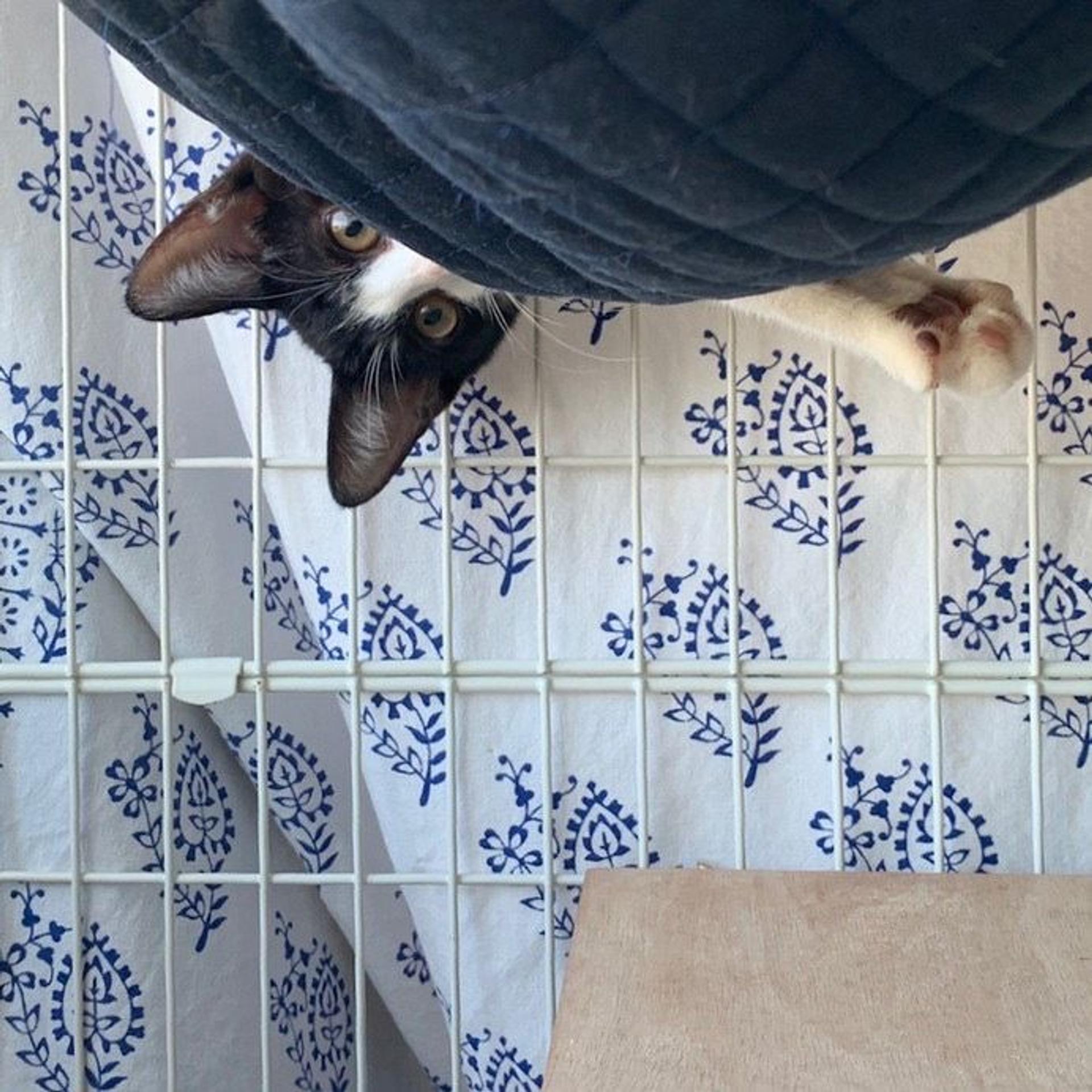 pet-image-9