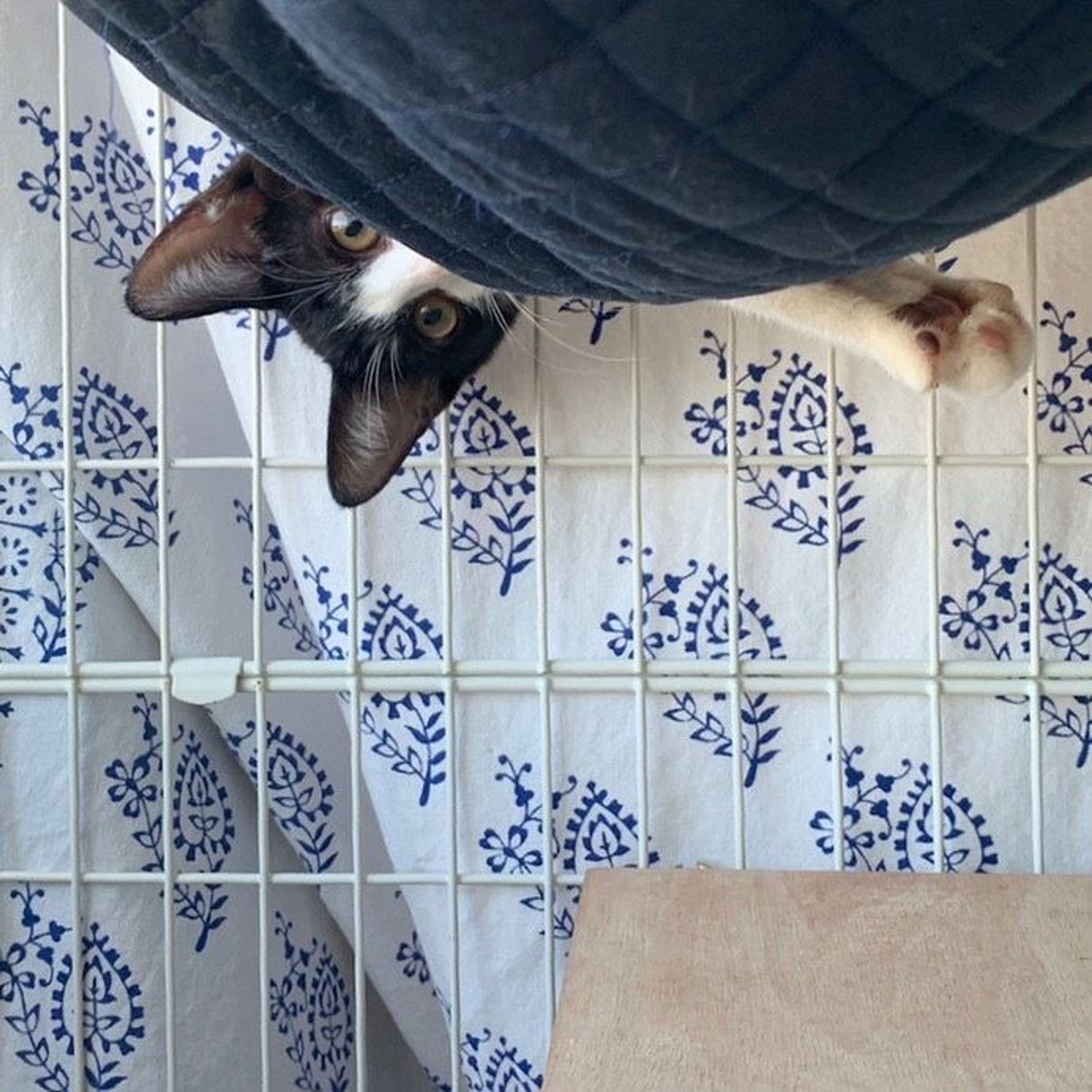 pet-image-9