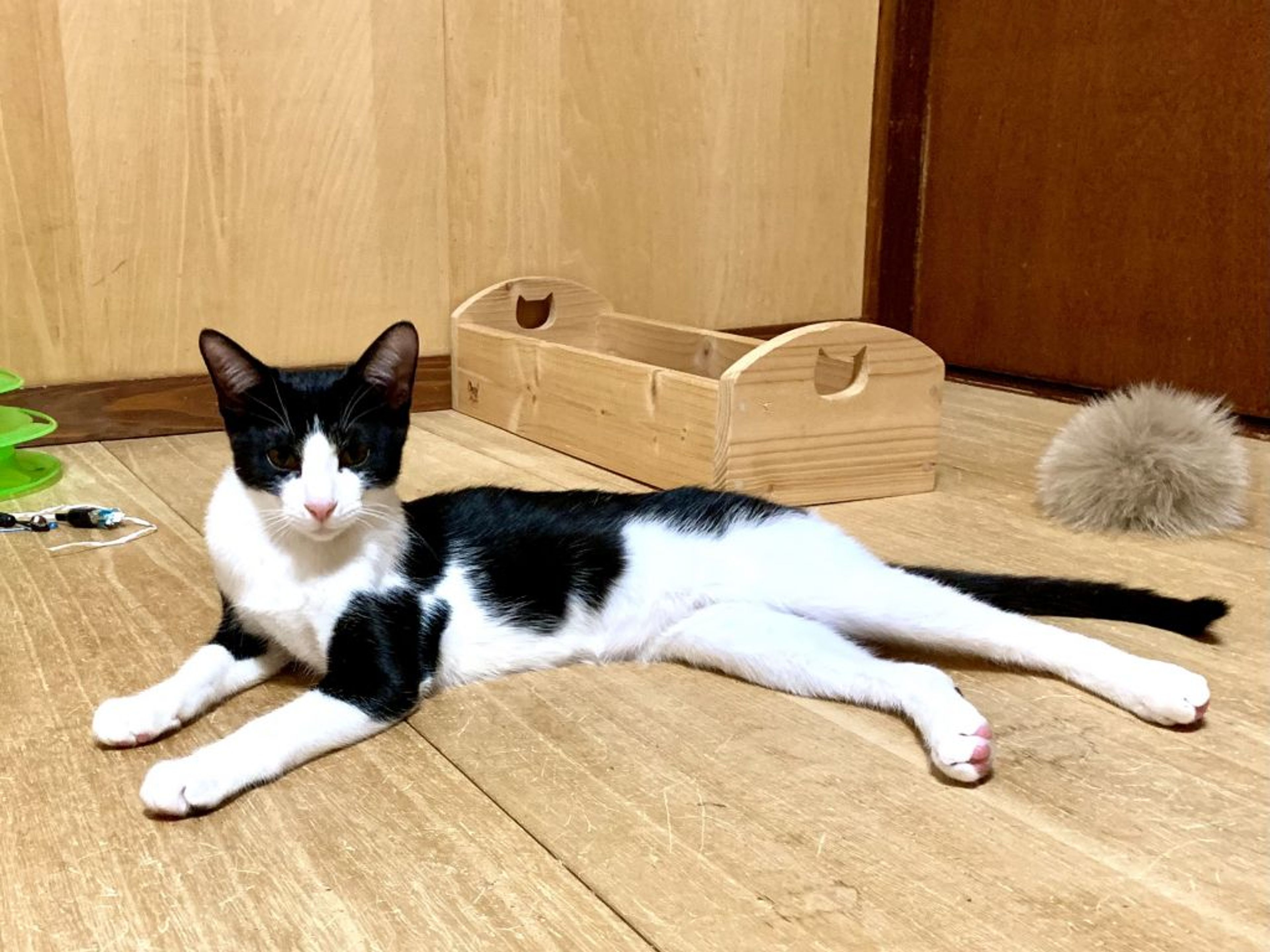 pet-image-4