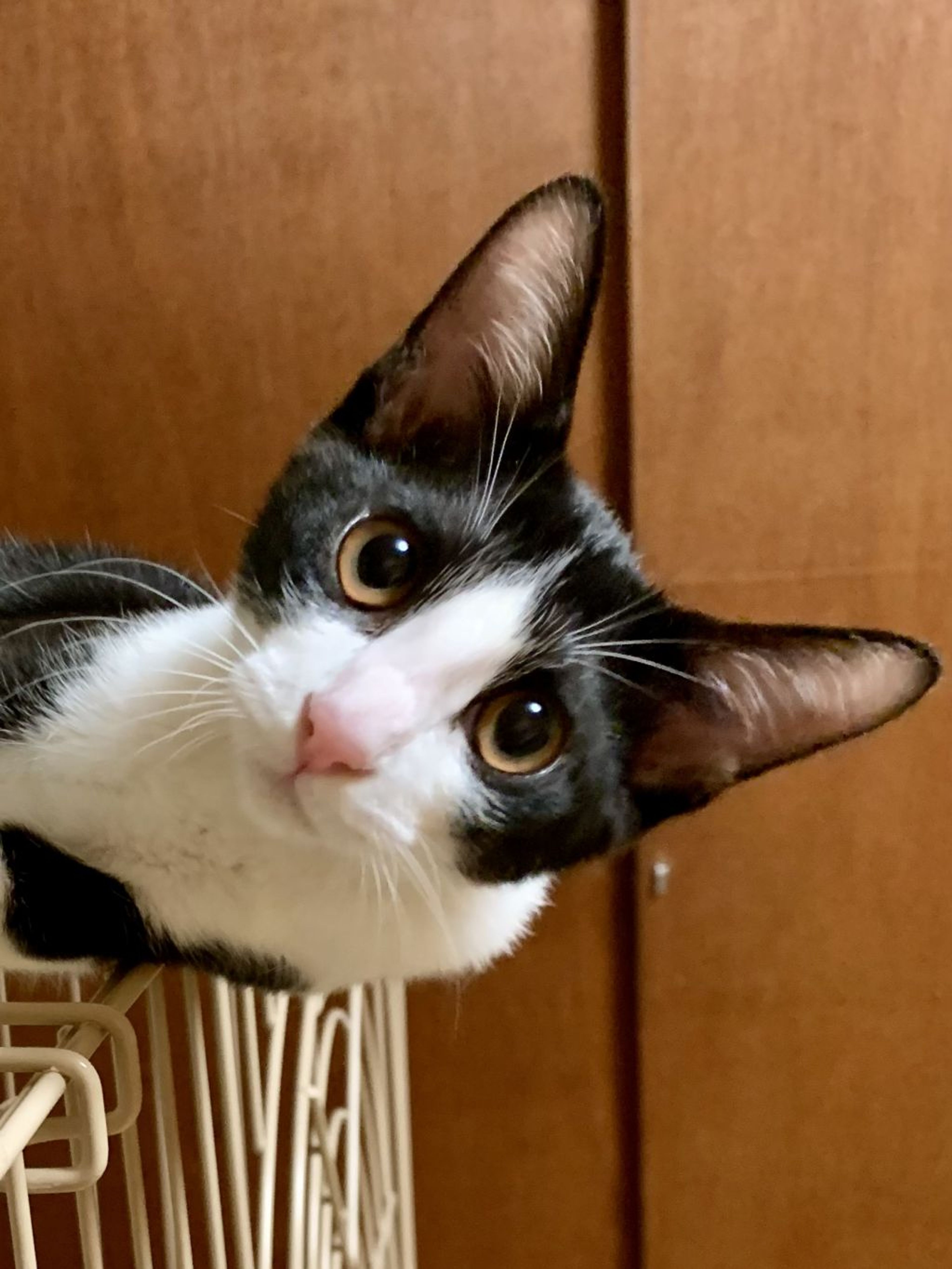 雑種（ミックス猫）・メスの里親募集の写真