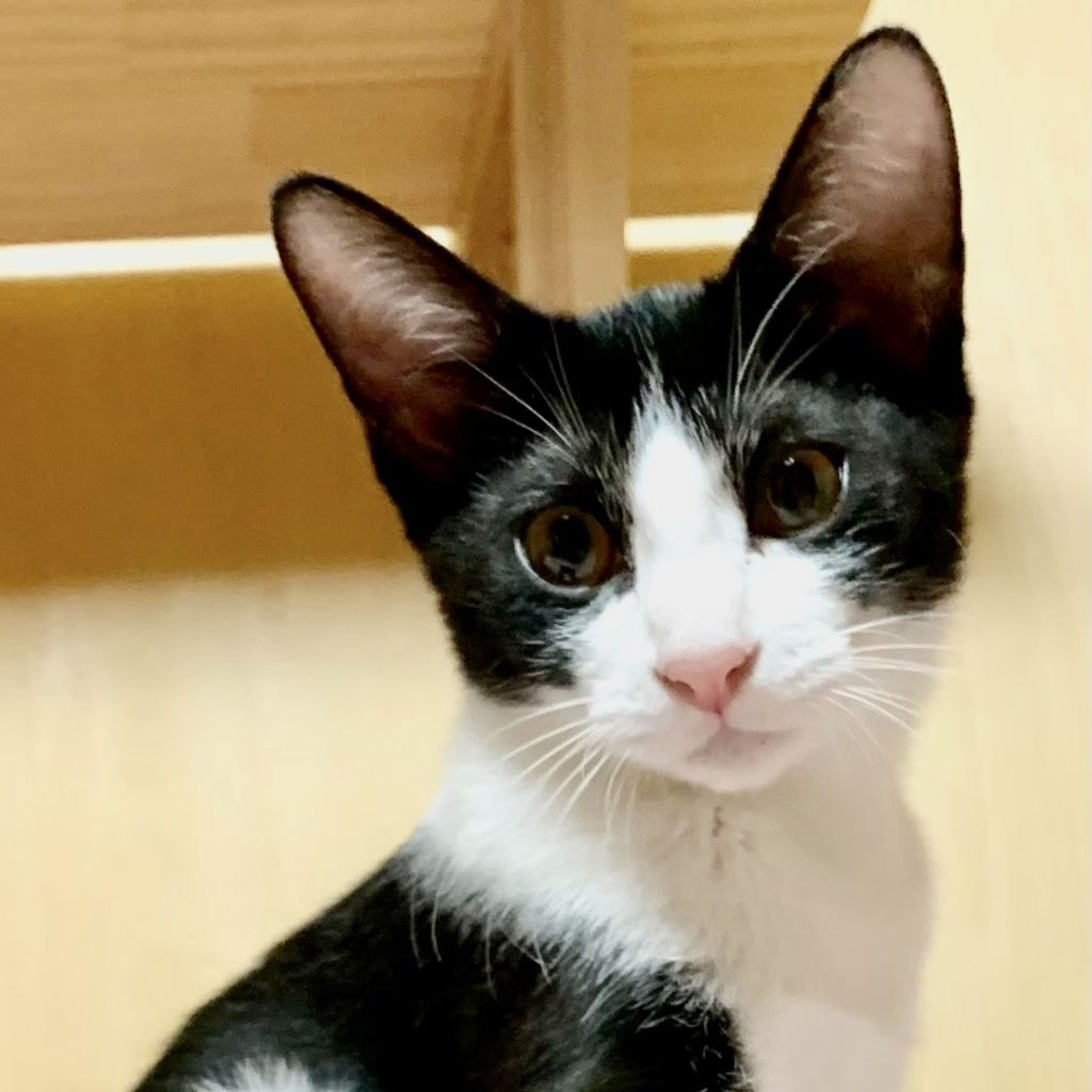 pet-image-2