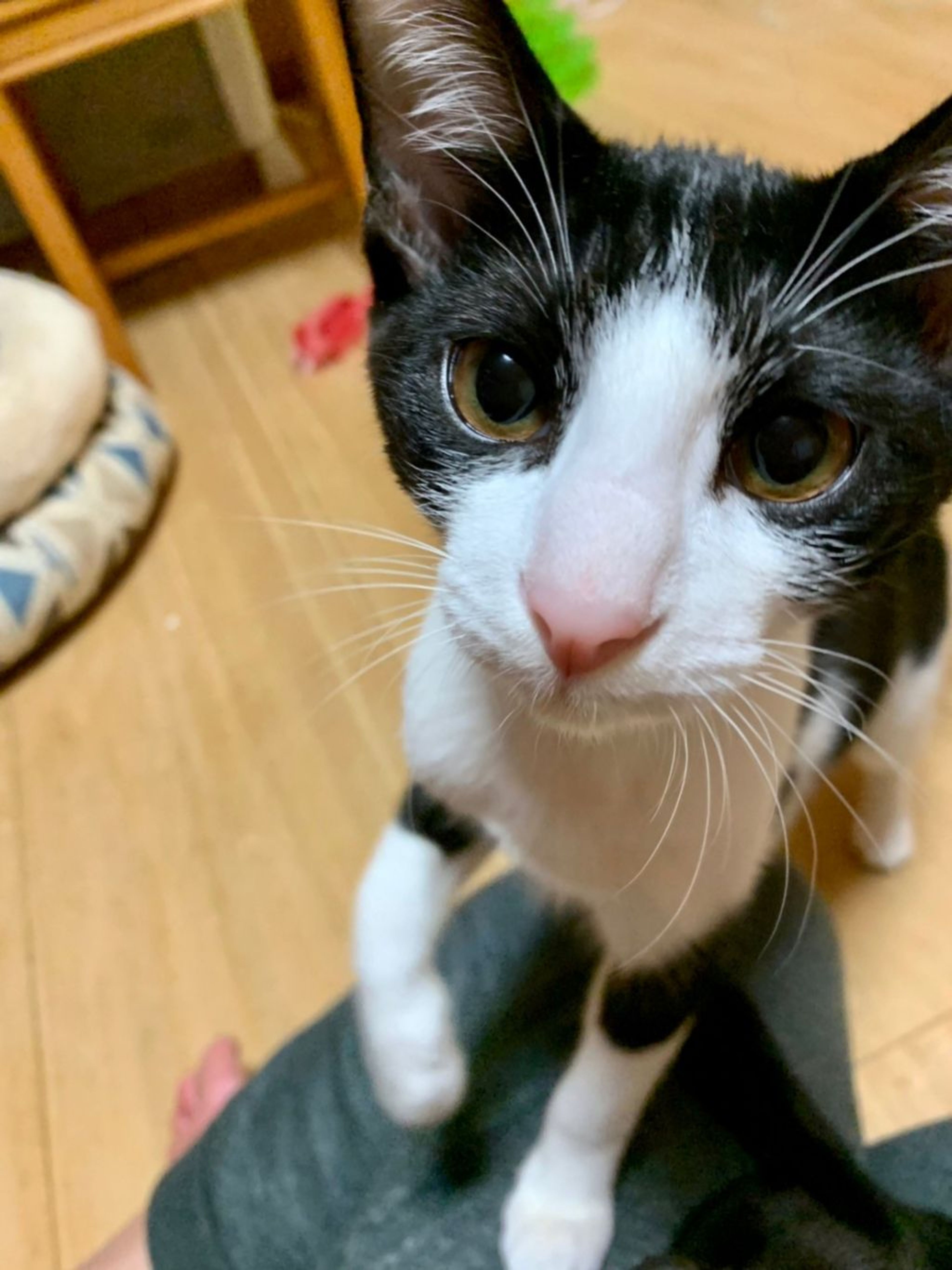 pet-image-6