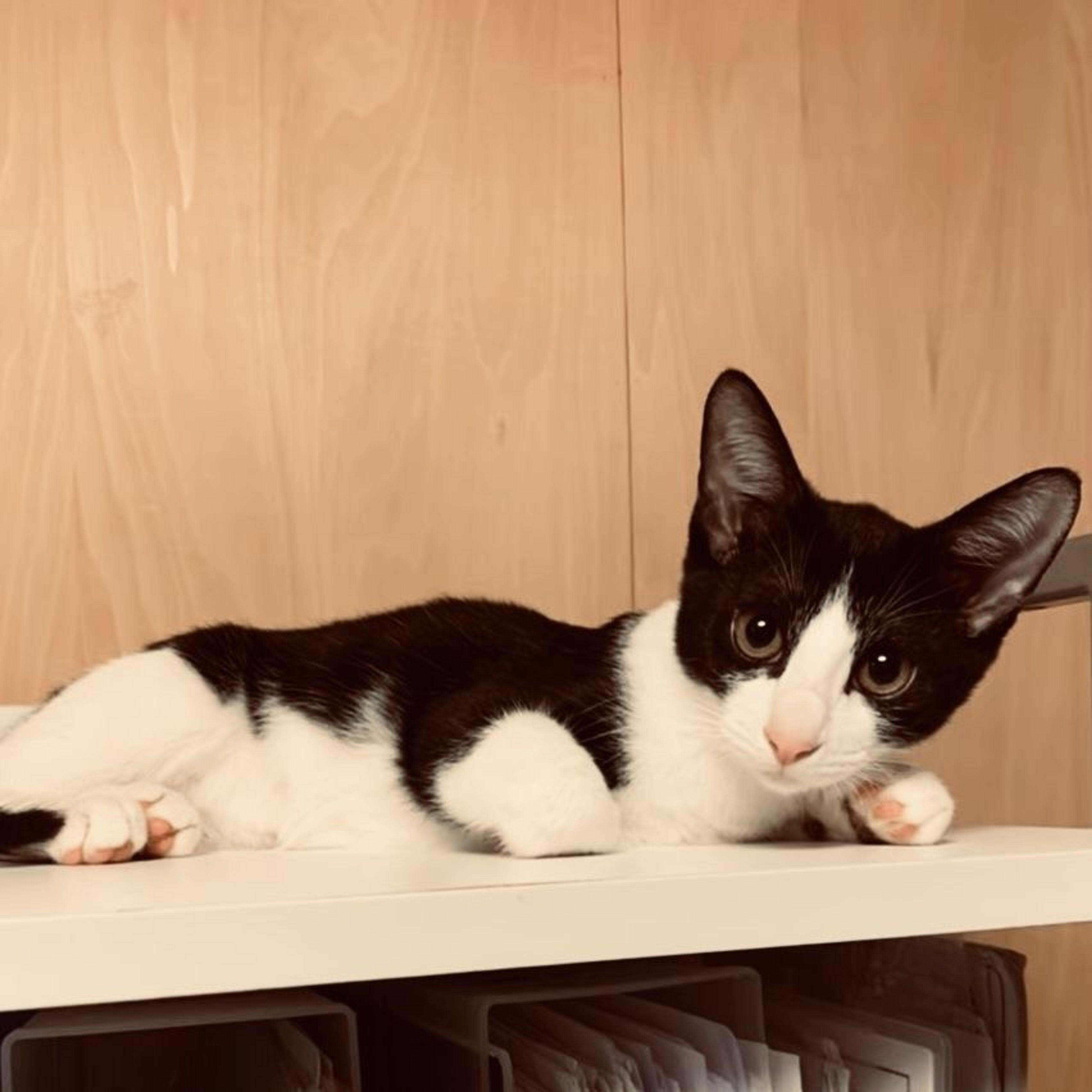 pet-image-8