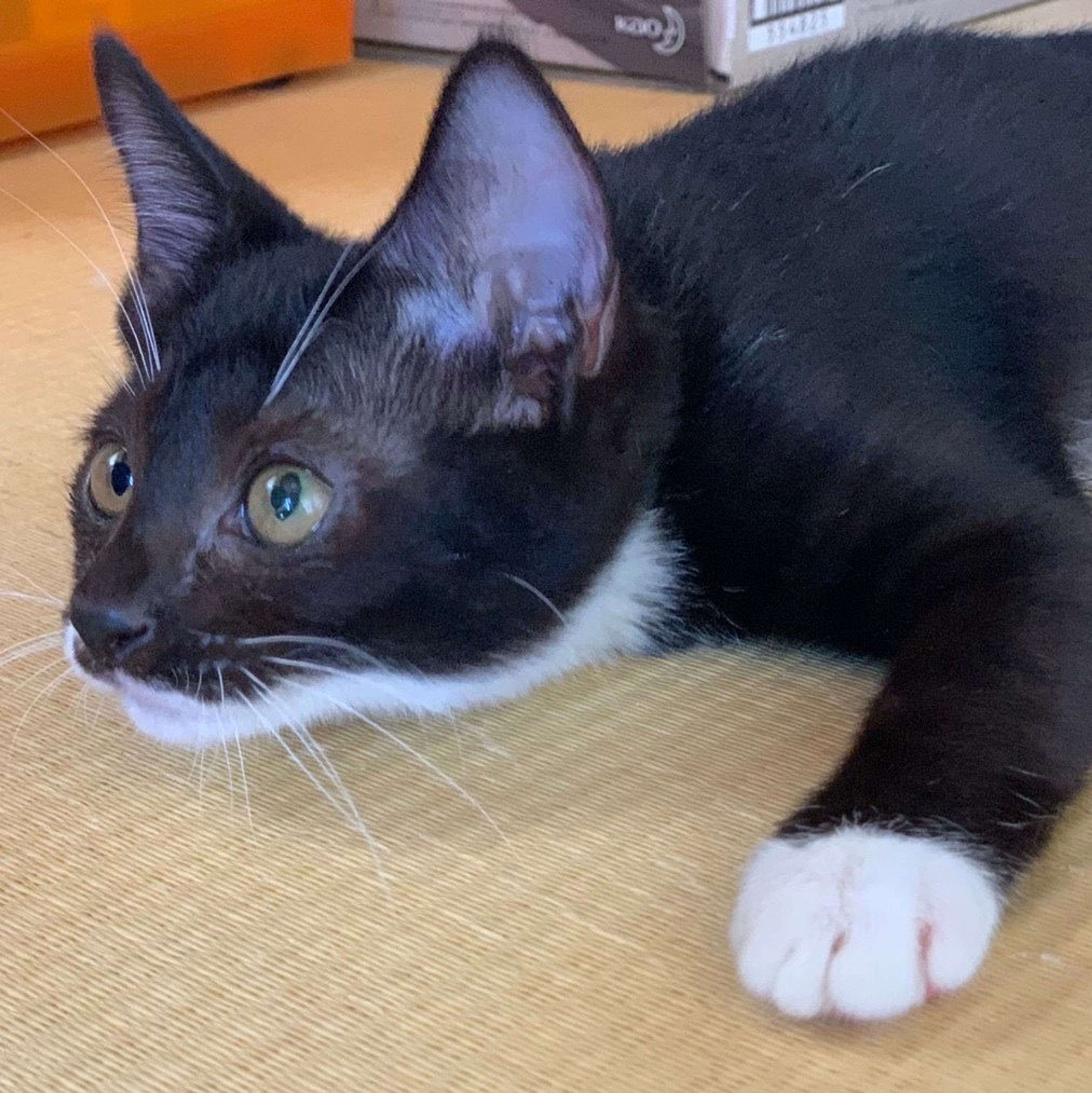 pet-image-9