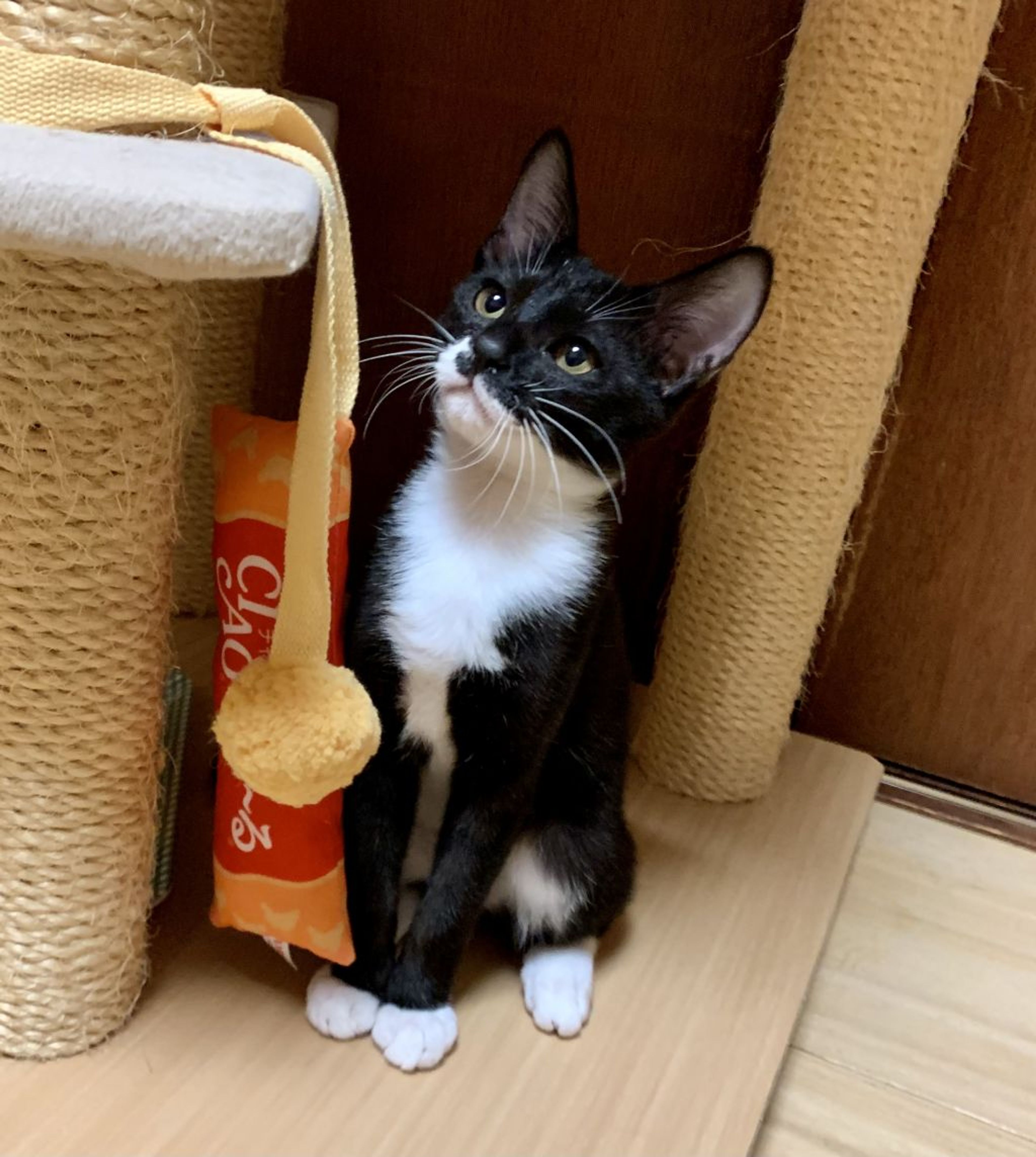 pet-image-2