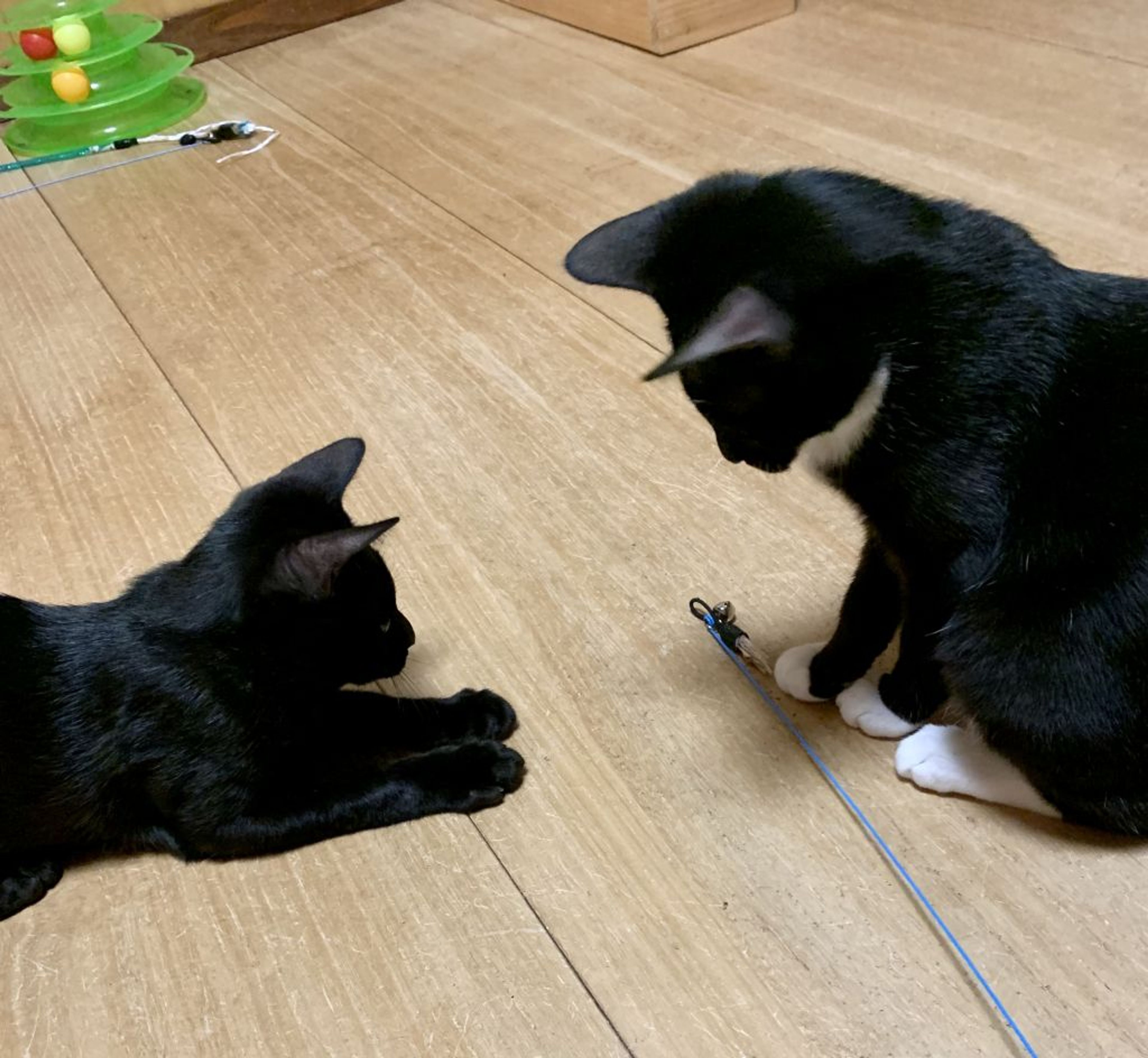 pet-image-7