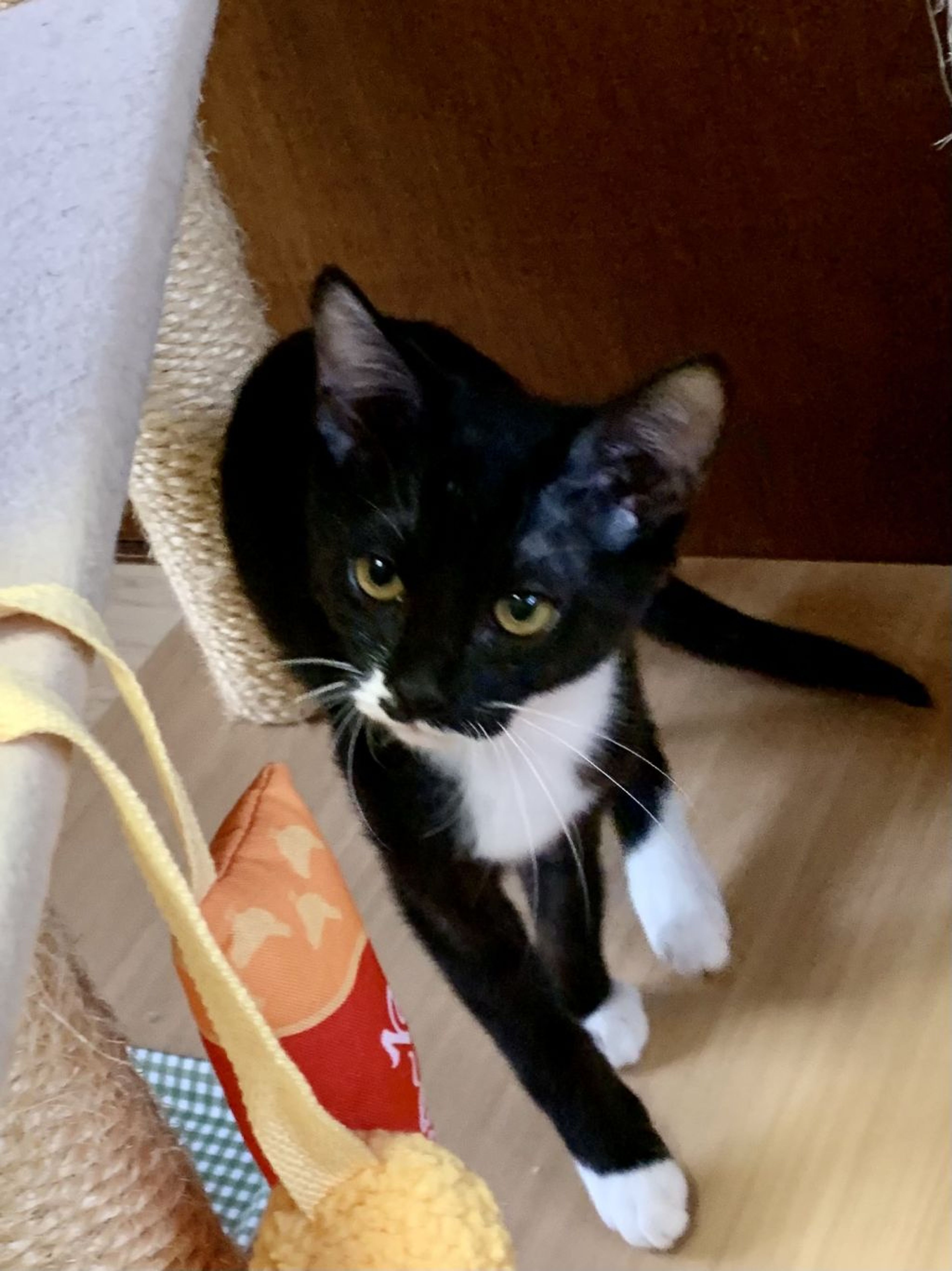pet-image-8