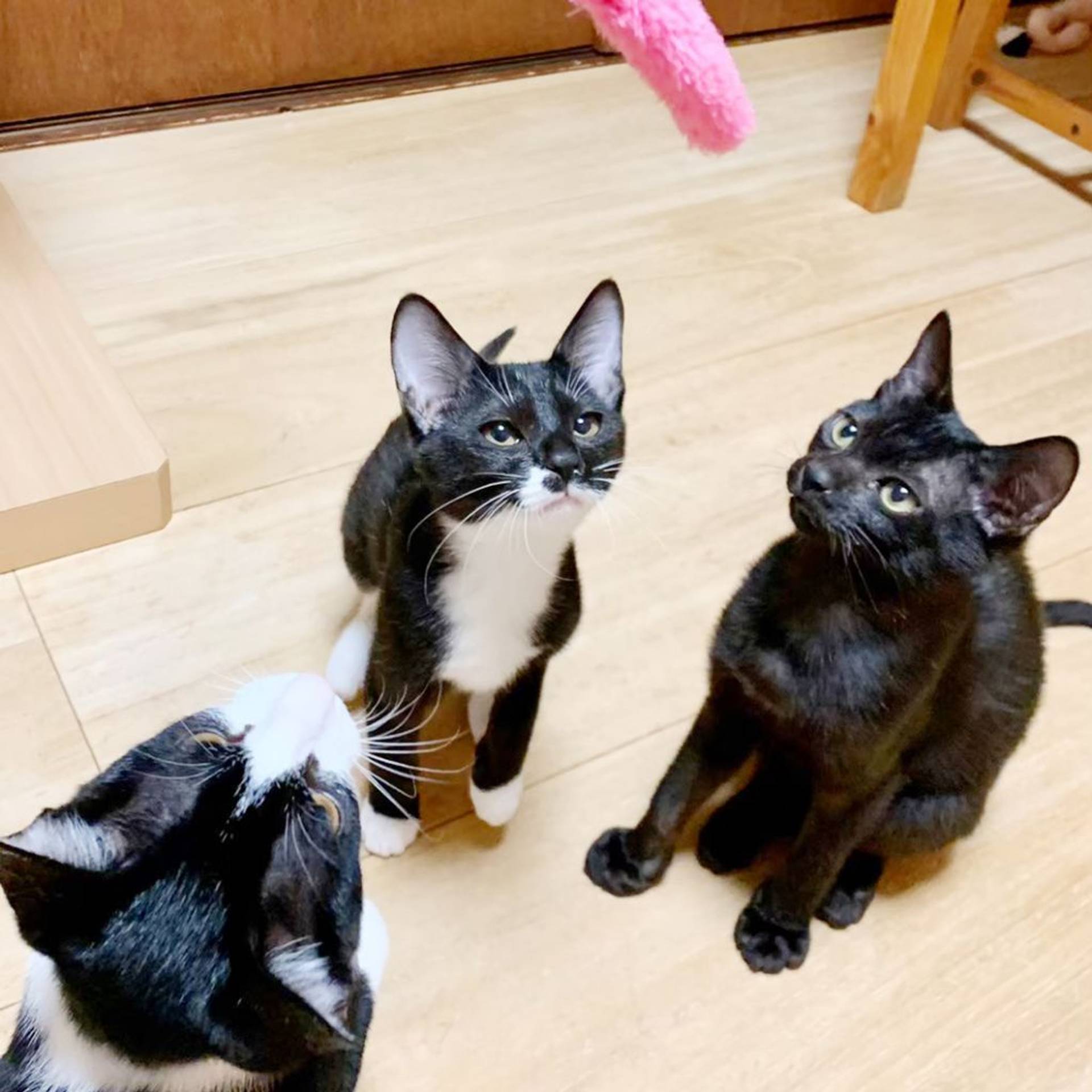 雑種（ミックス猫）・メスの里親募集の写真