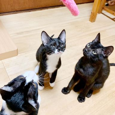 あづの写真