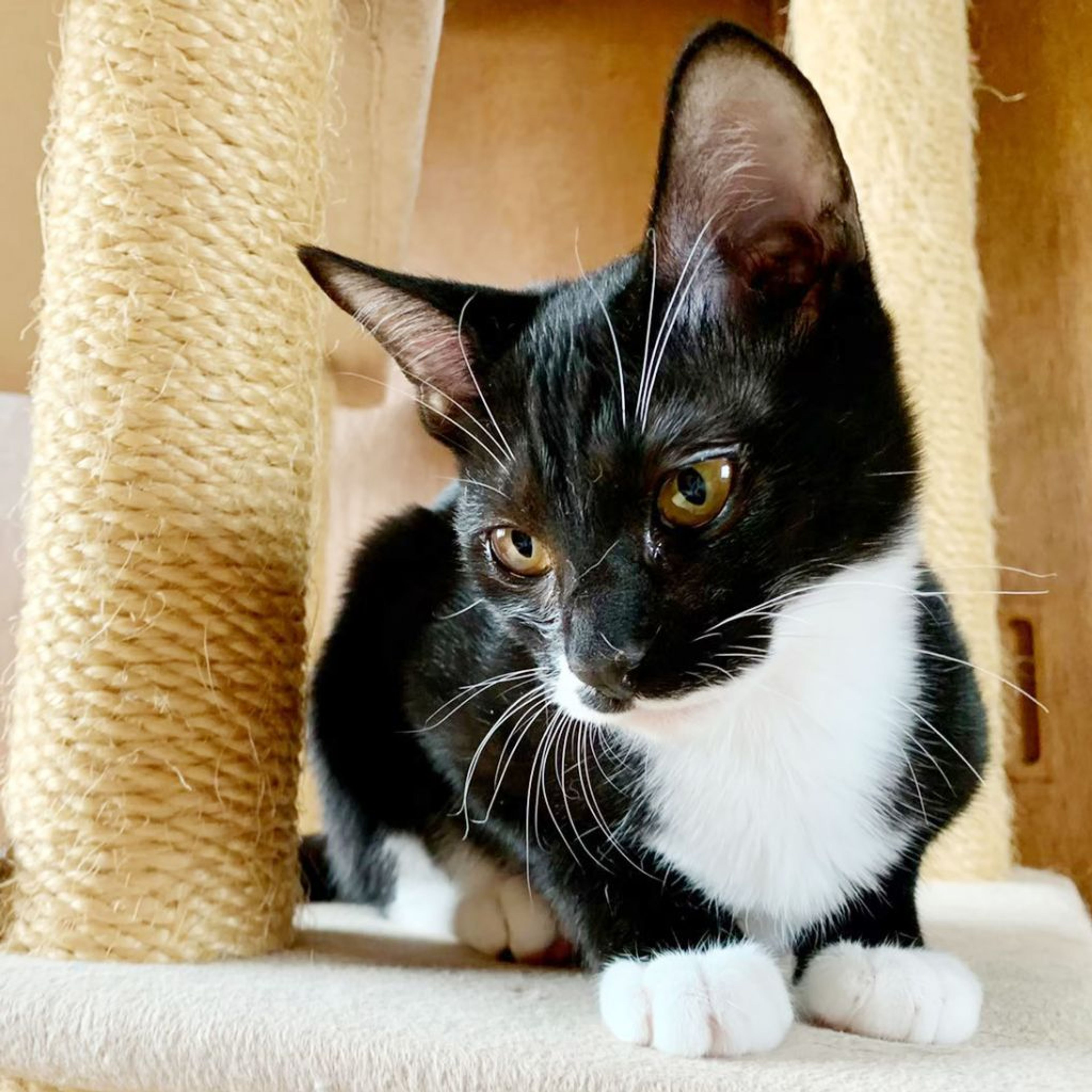pet-image-5