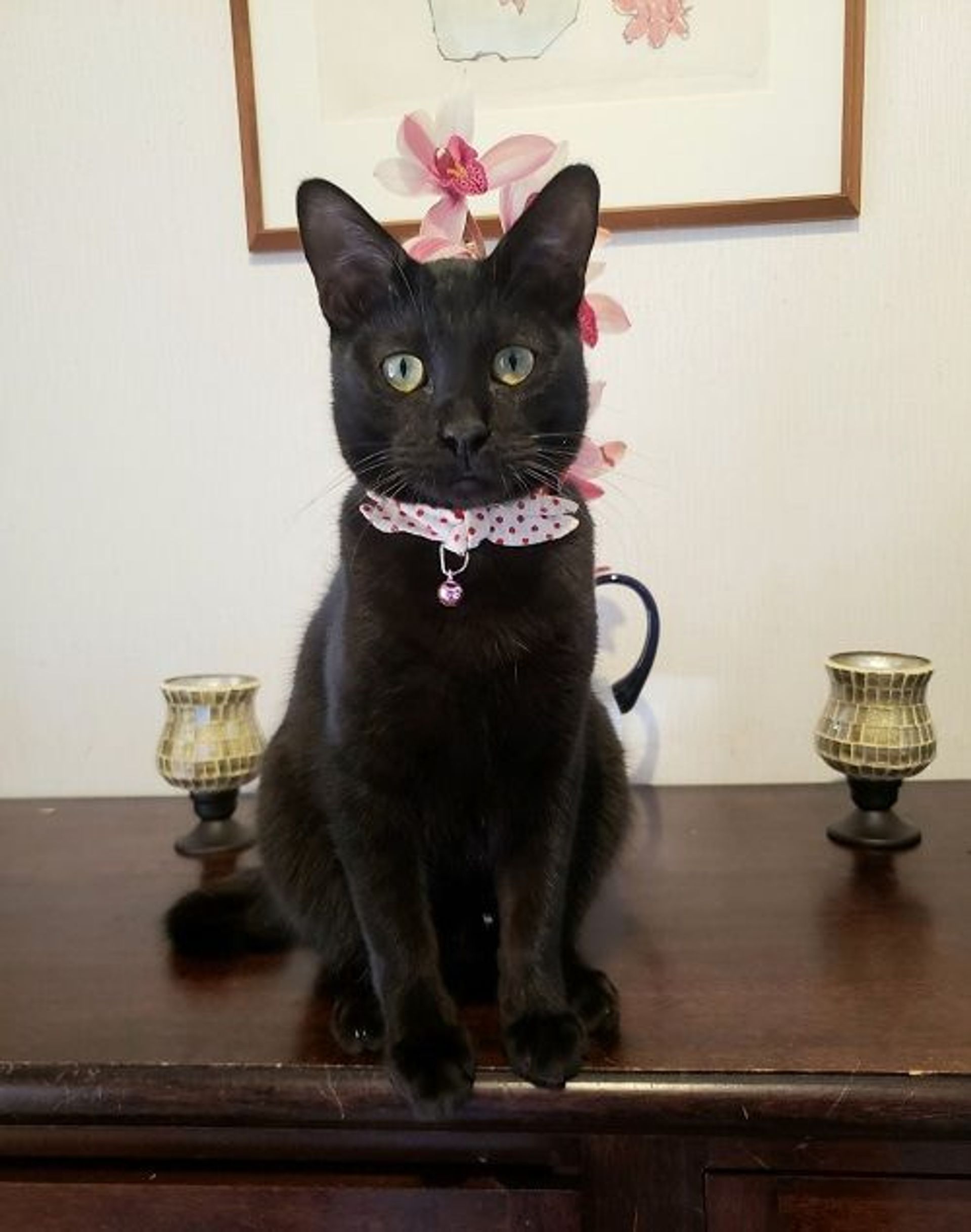 雑種（ミックス猫）・オスの里親募集の写真