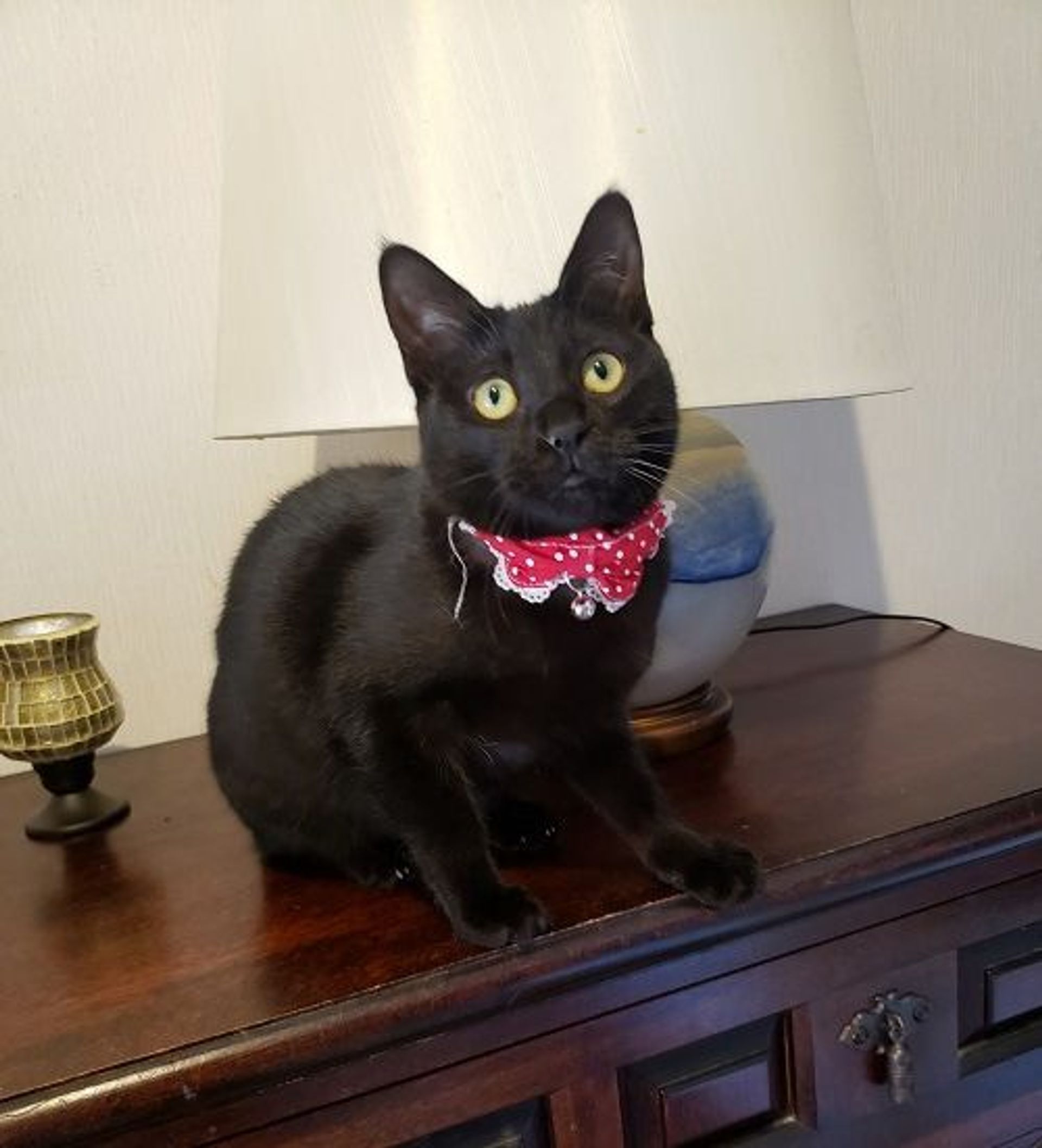雑種（ミックス猫）・メスの里親募集の写真