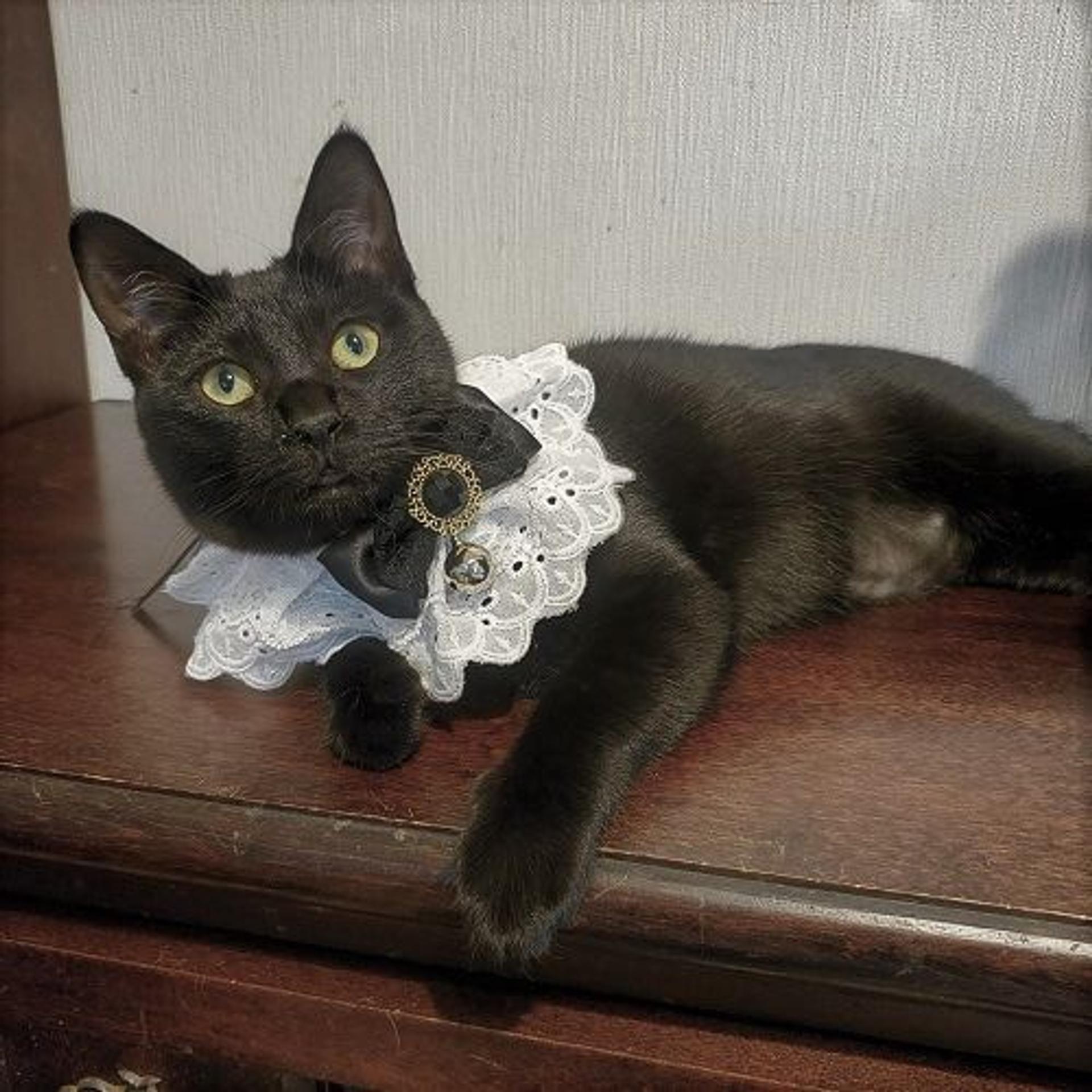 pet-image-2