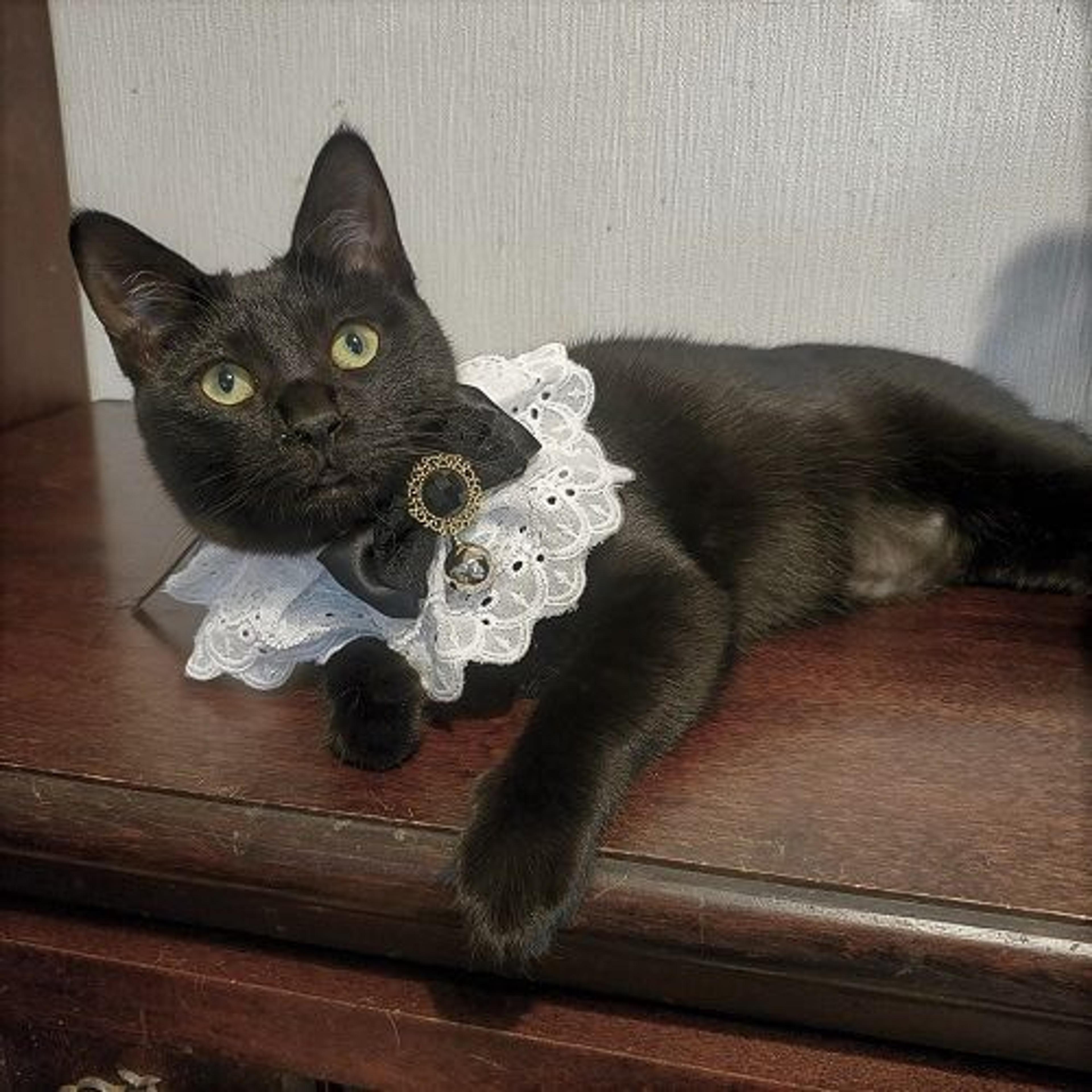 pet-image-2