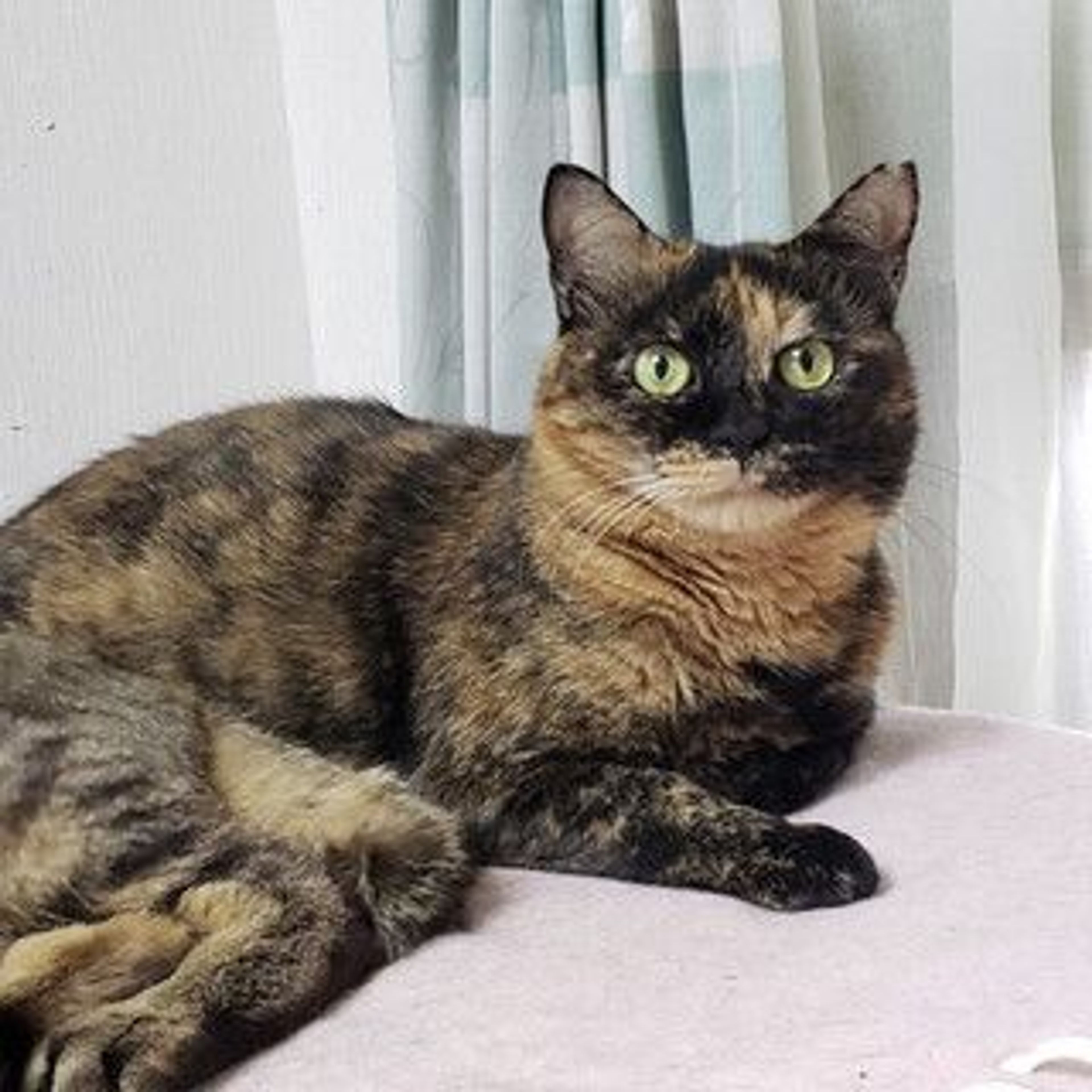 pet-image-2