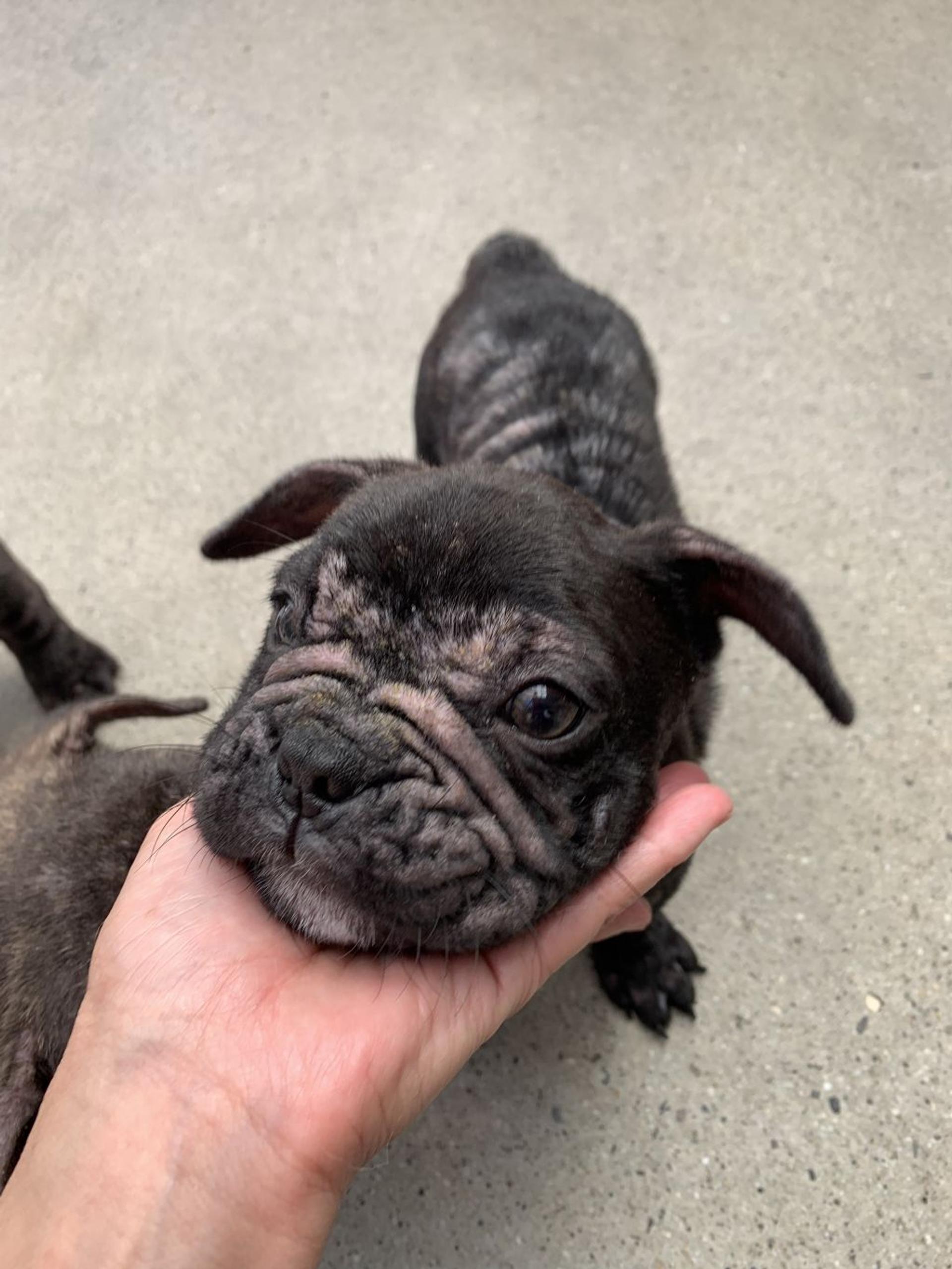 pet-image-2