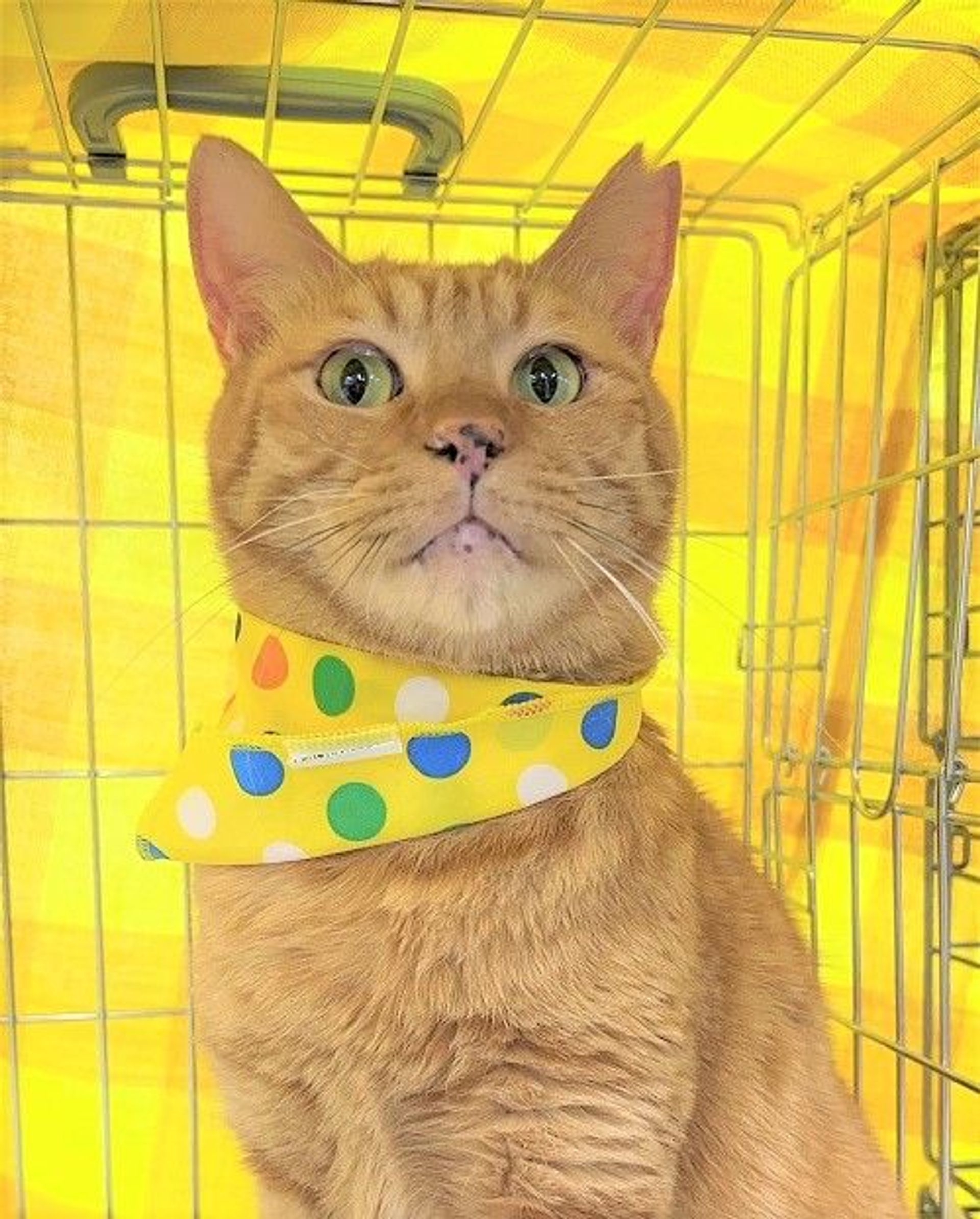 雑種（ミックス猫）・オスの里親募集の写真
