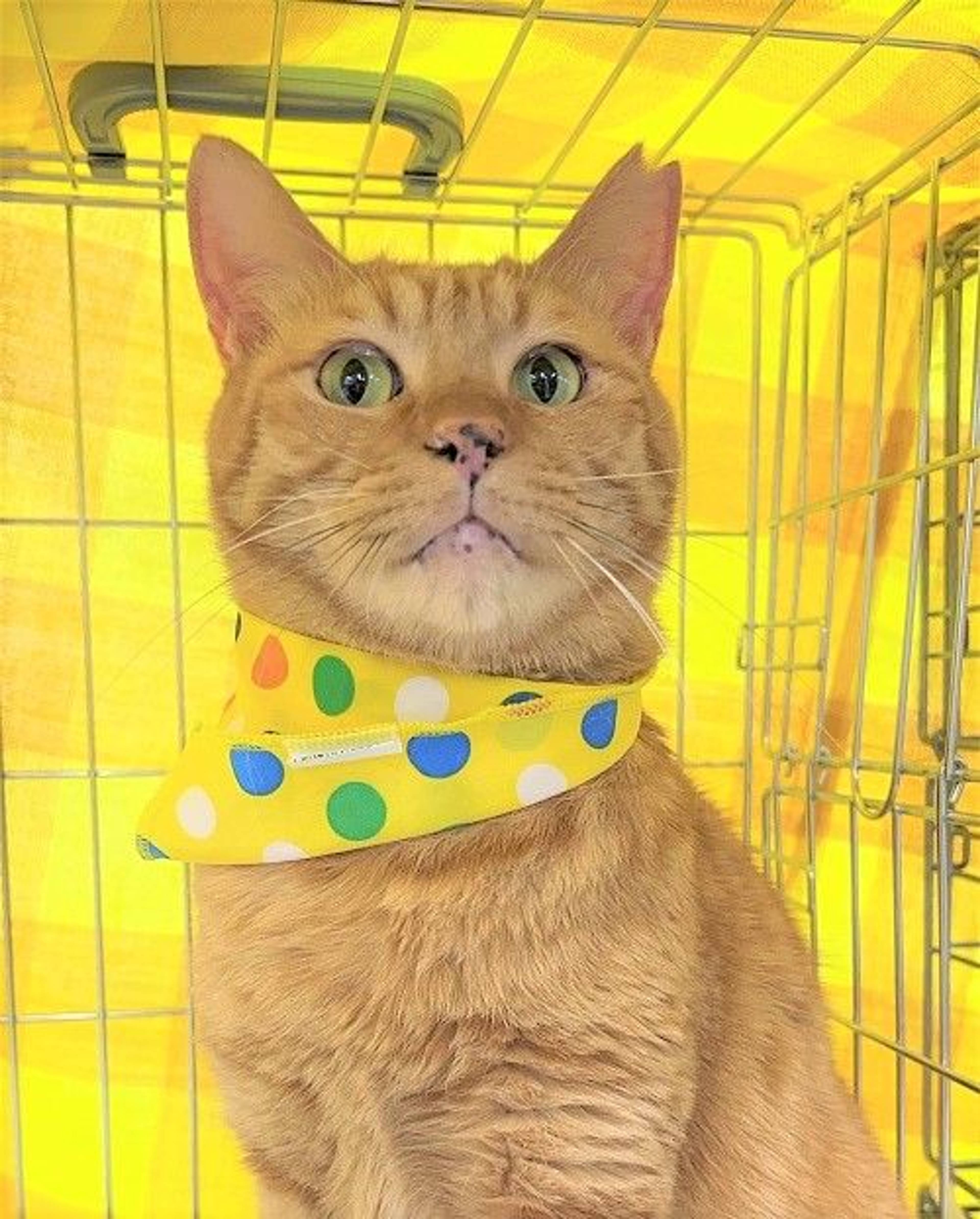 雑種（ミックス猫）・オスの里親募集の写真