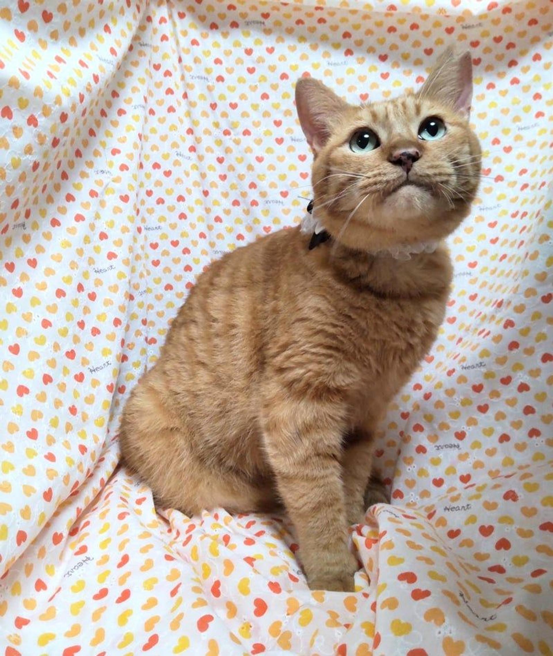pet-image-2