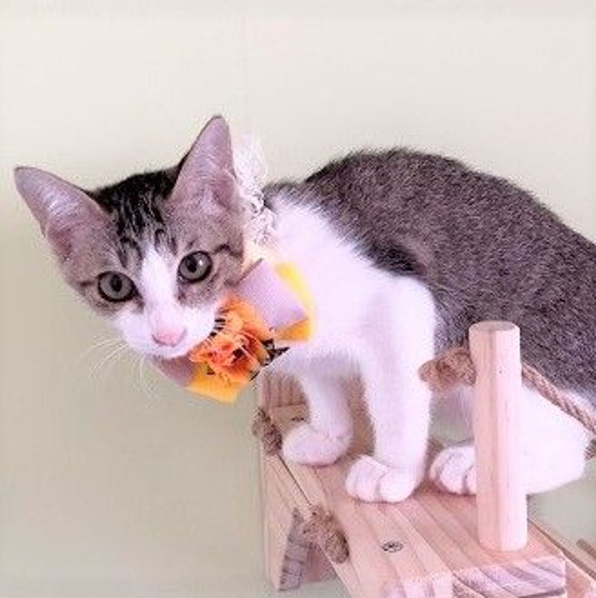 雑種（ミックス猫）・メスの里親募集の写真