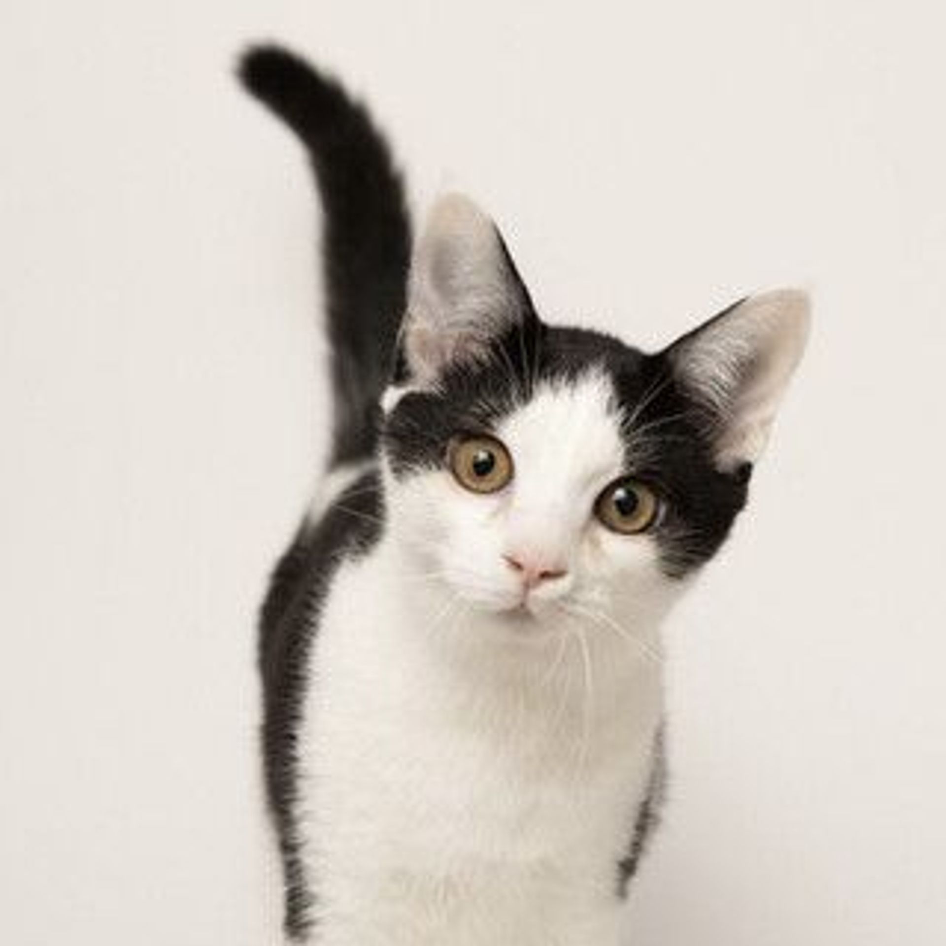 雑種（ミックス猫）・メスの里親募集の写真