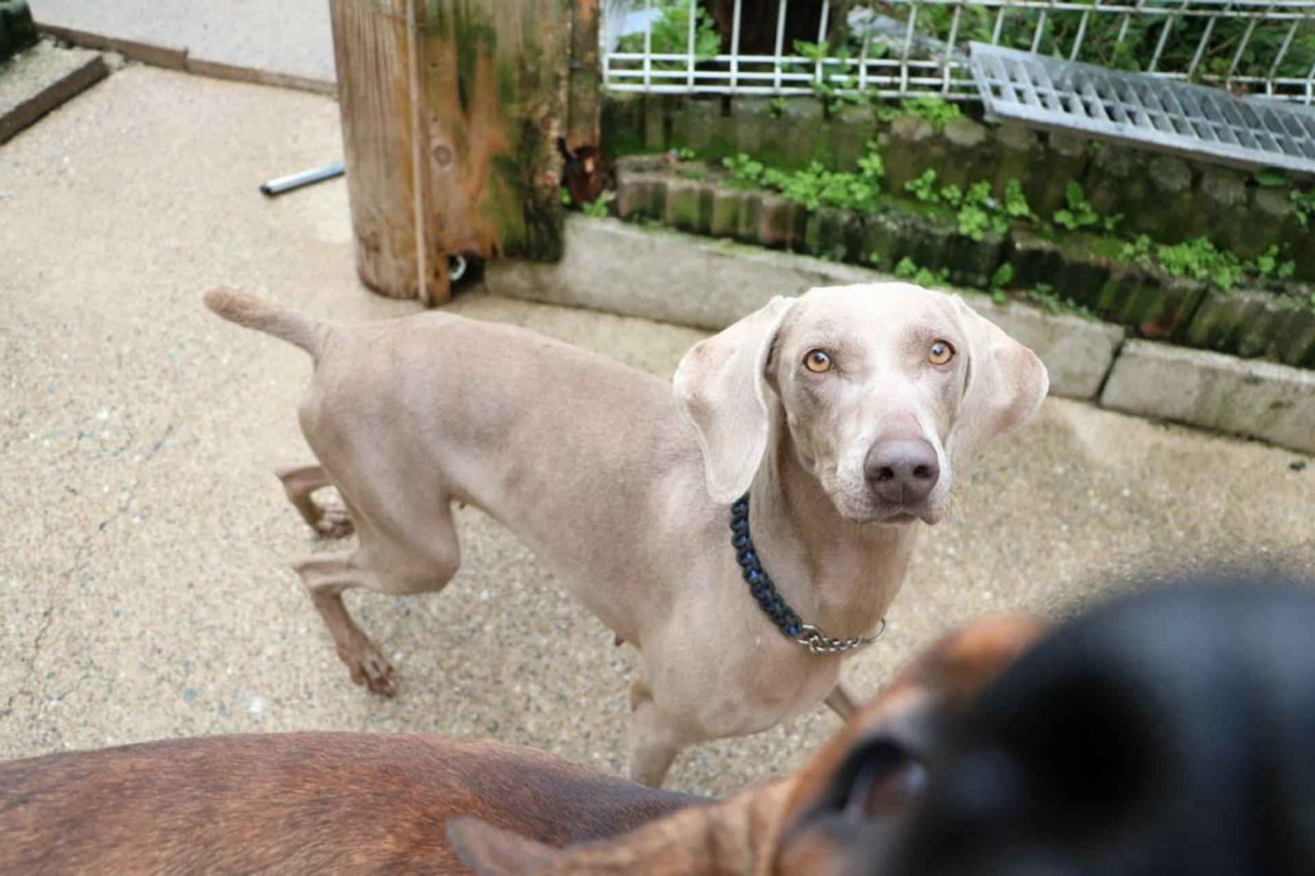 pet-image-3