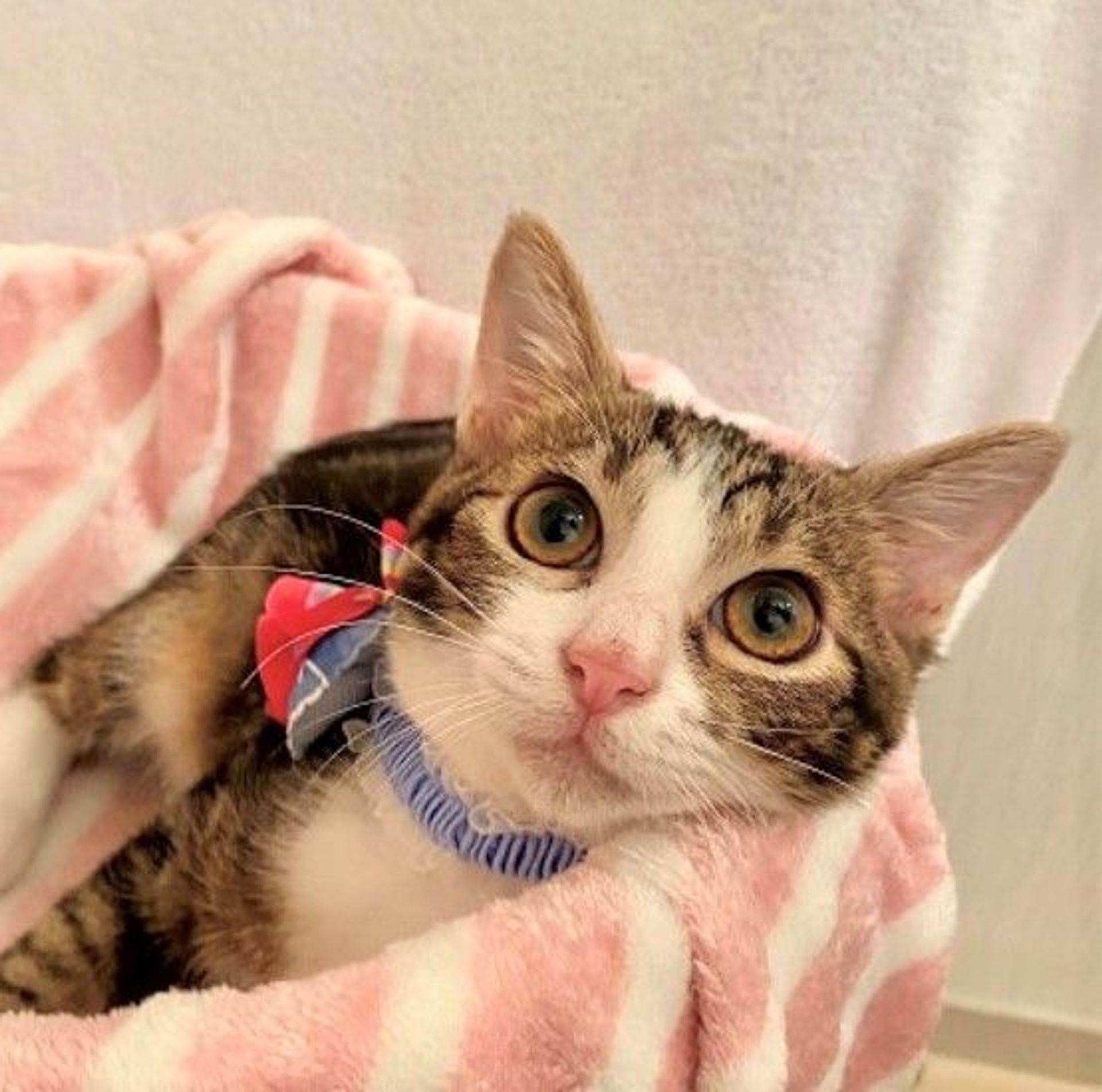 雑種（ミックス猫）・オスの里親募集の写真
