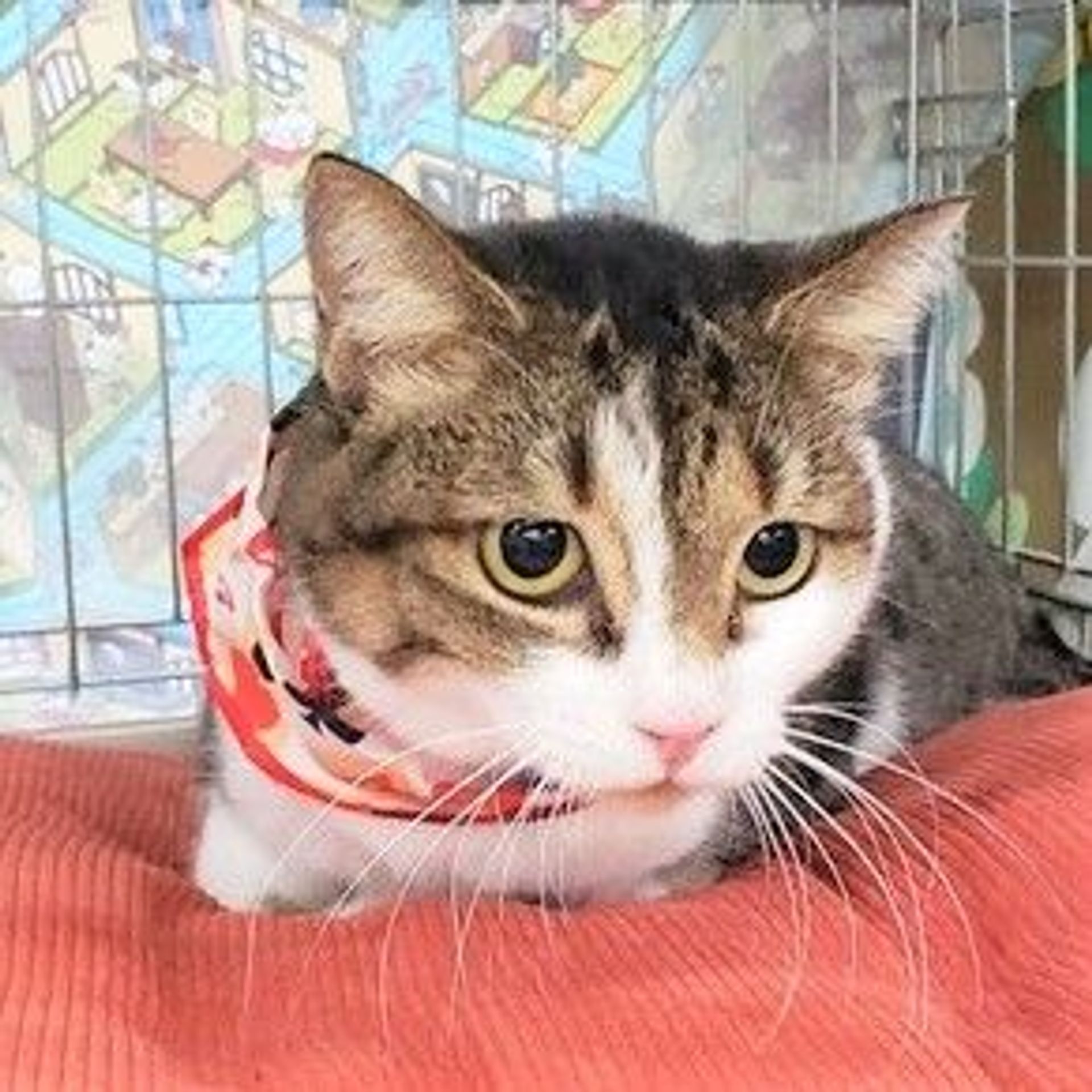 雑種（ミックス猫）・メスの里親募集の写真