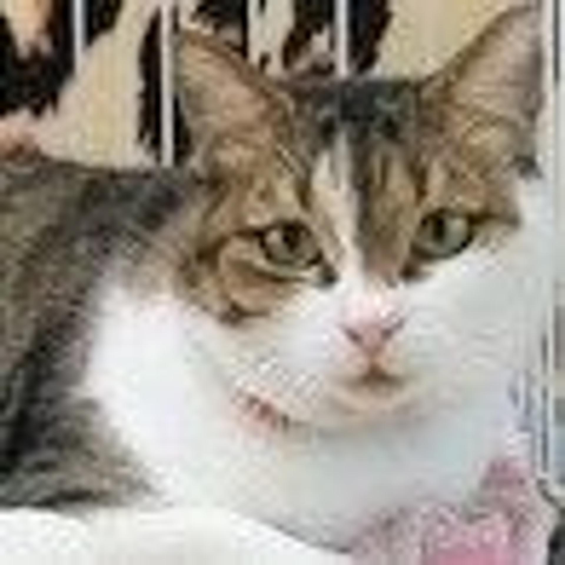 pet-image-2