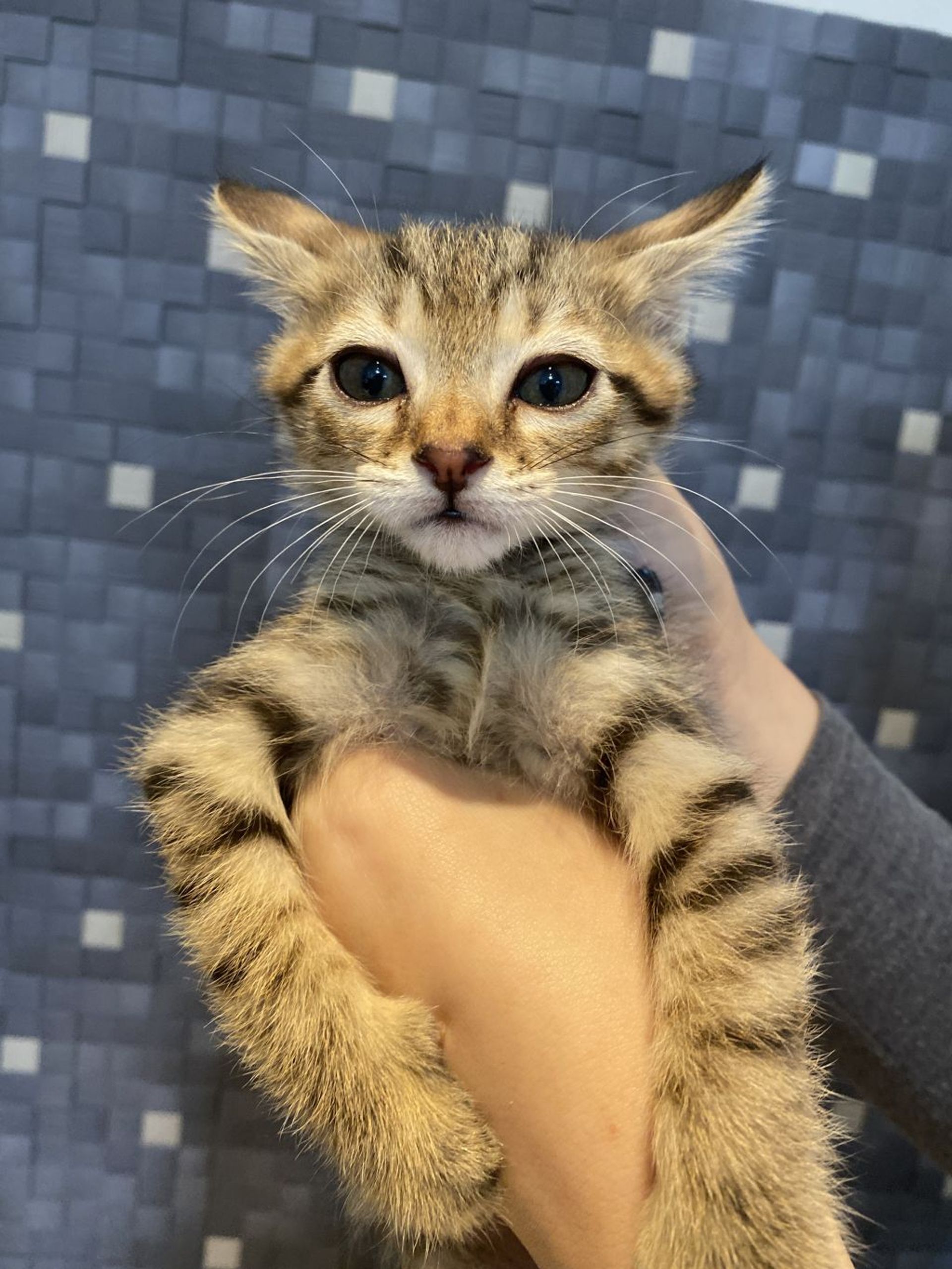 雑種（ミックス猫）・オスの里親募集の写真