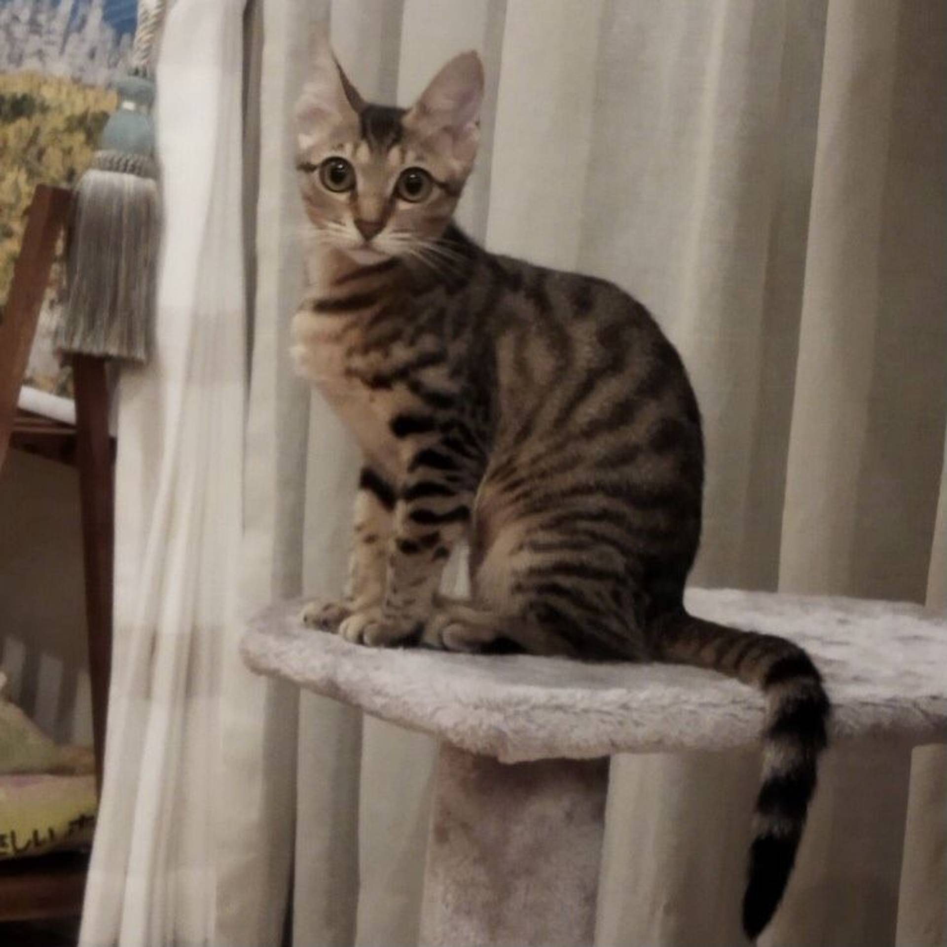 雑種（ミックス猫）・メスの里親募集の写真