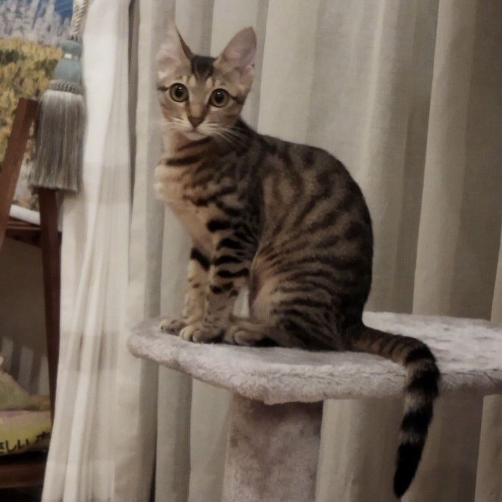 雑種（ミックス猫）・メスの里親募集の写真