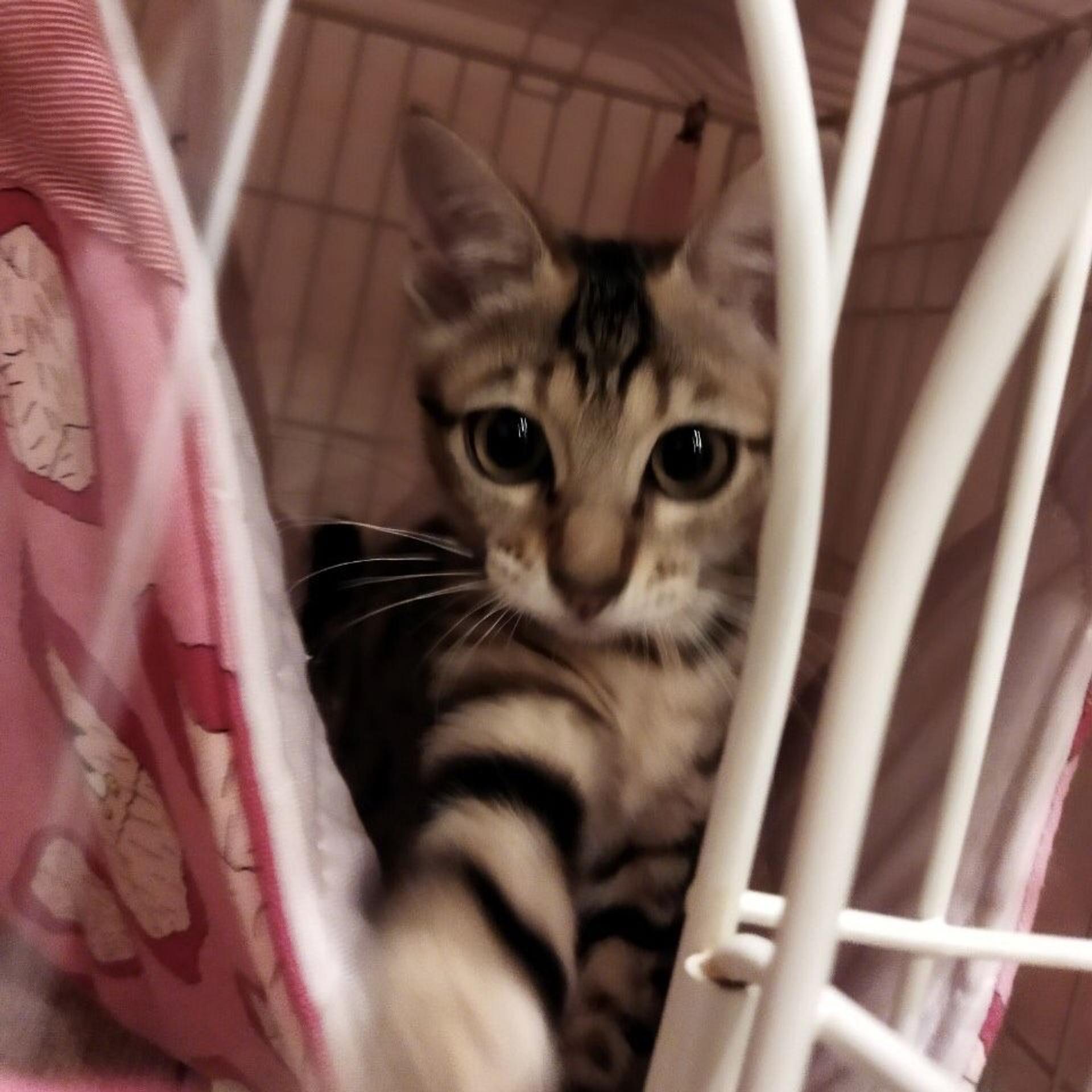 pet-image-4