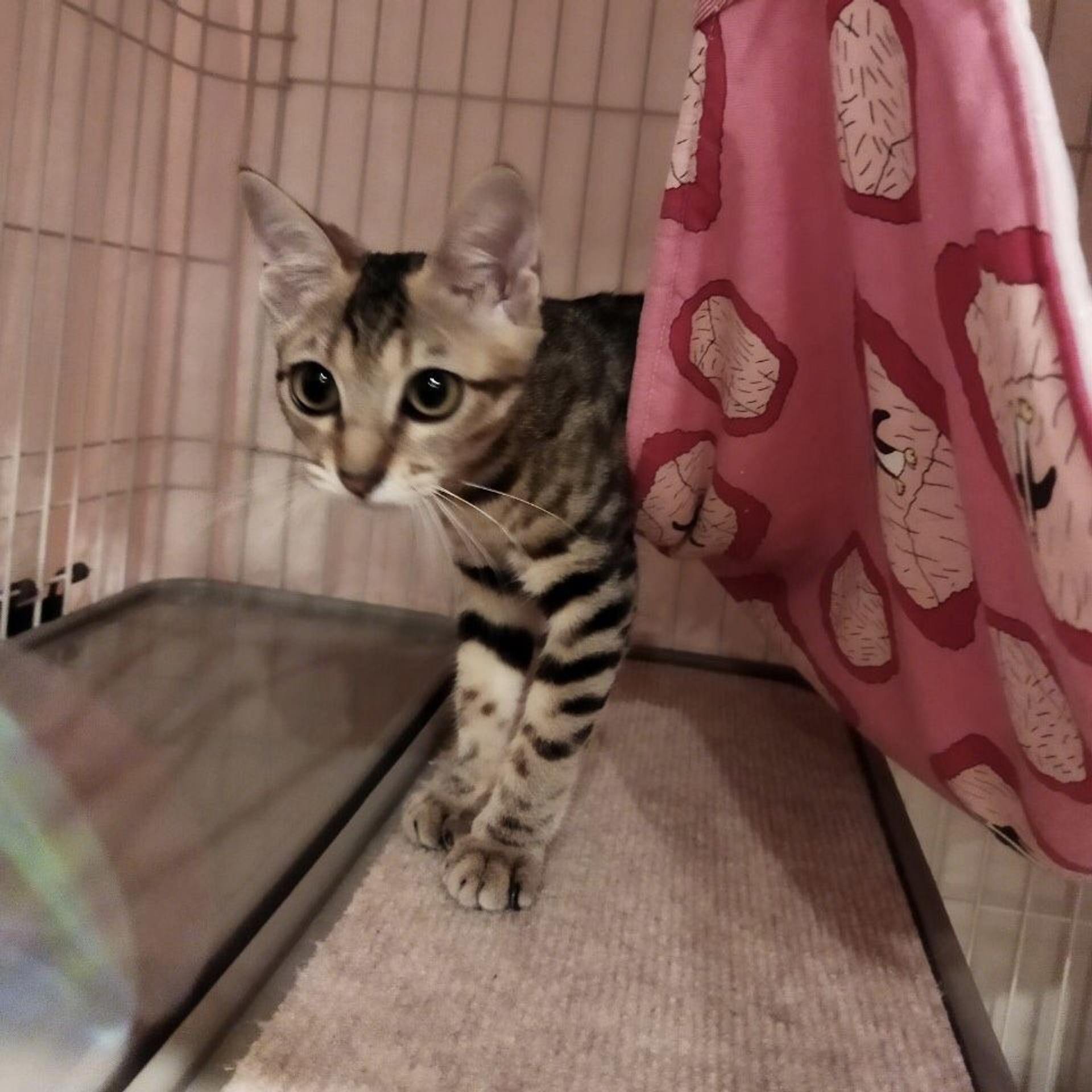 pet-image-6