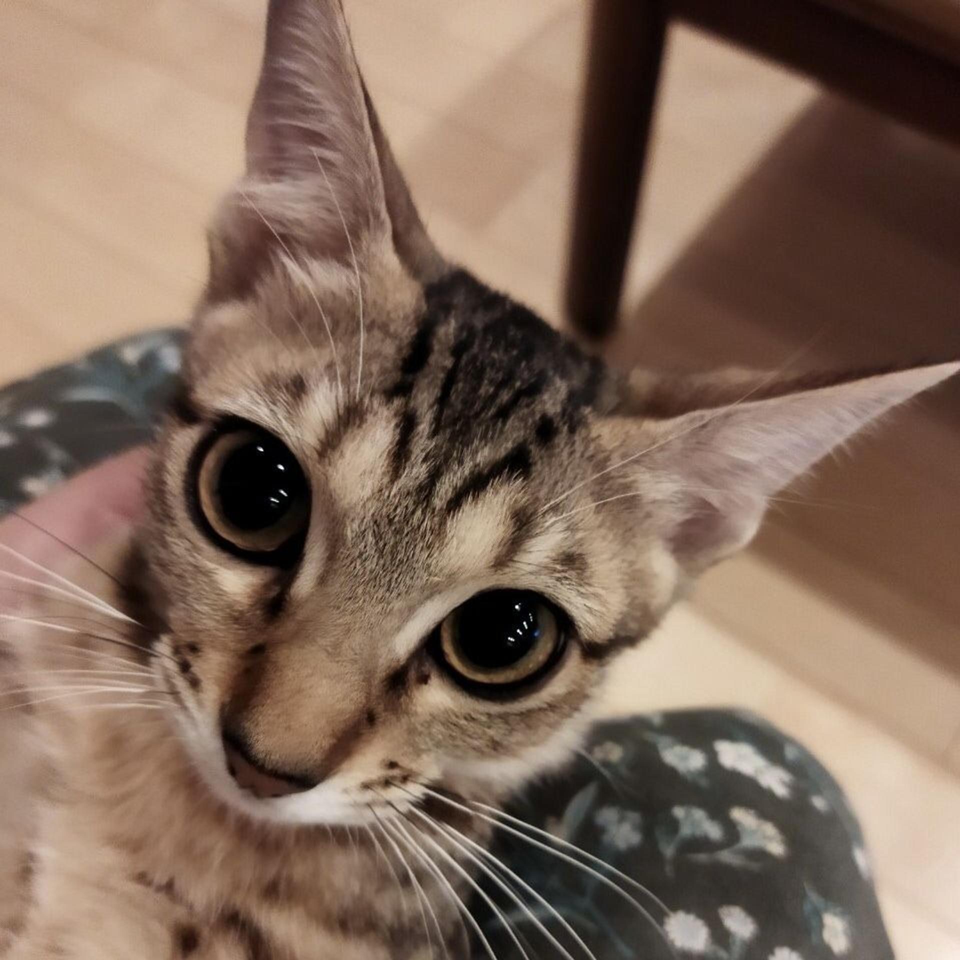 pet-image-9