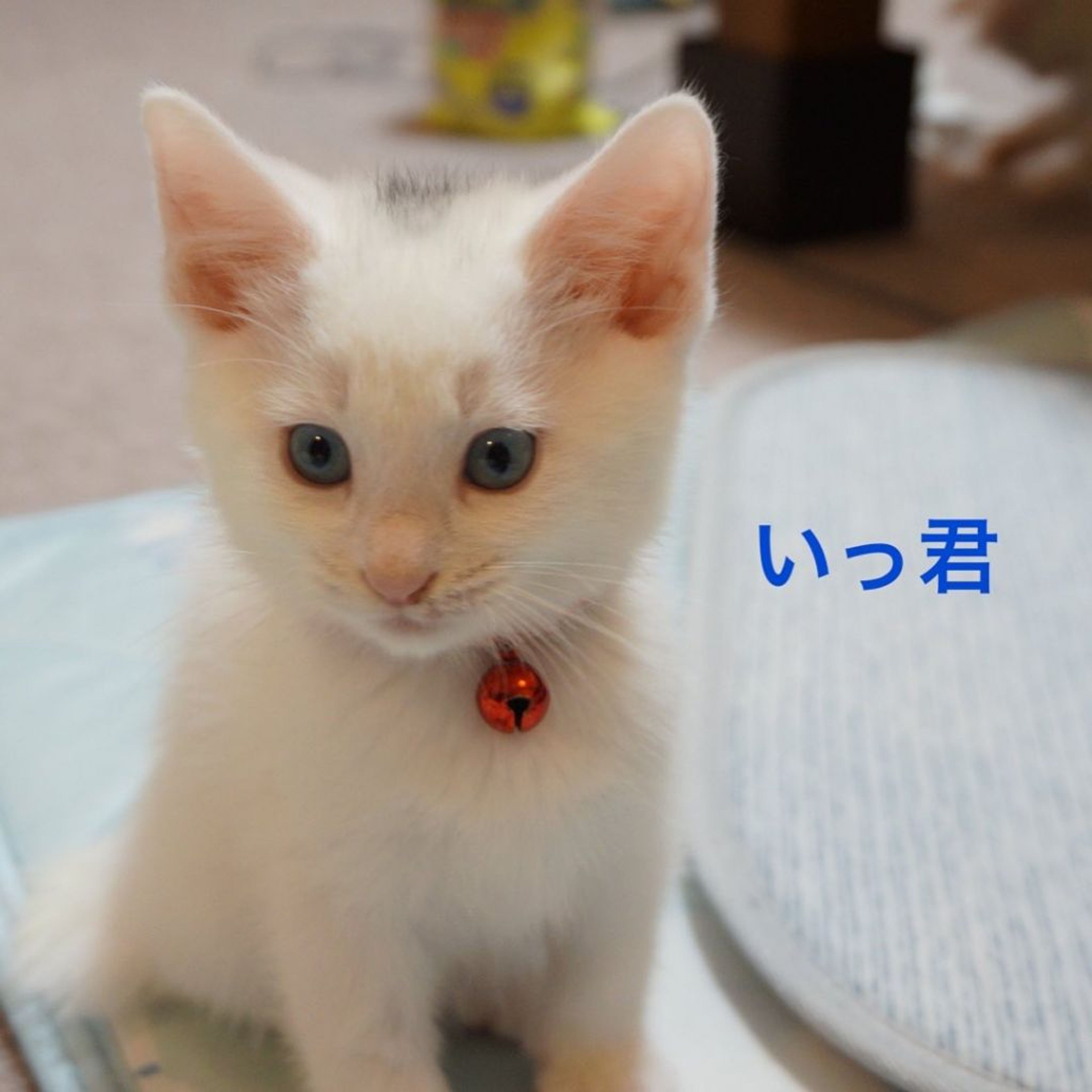 雑種（ミックス猫）・オスの里親募集の写真