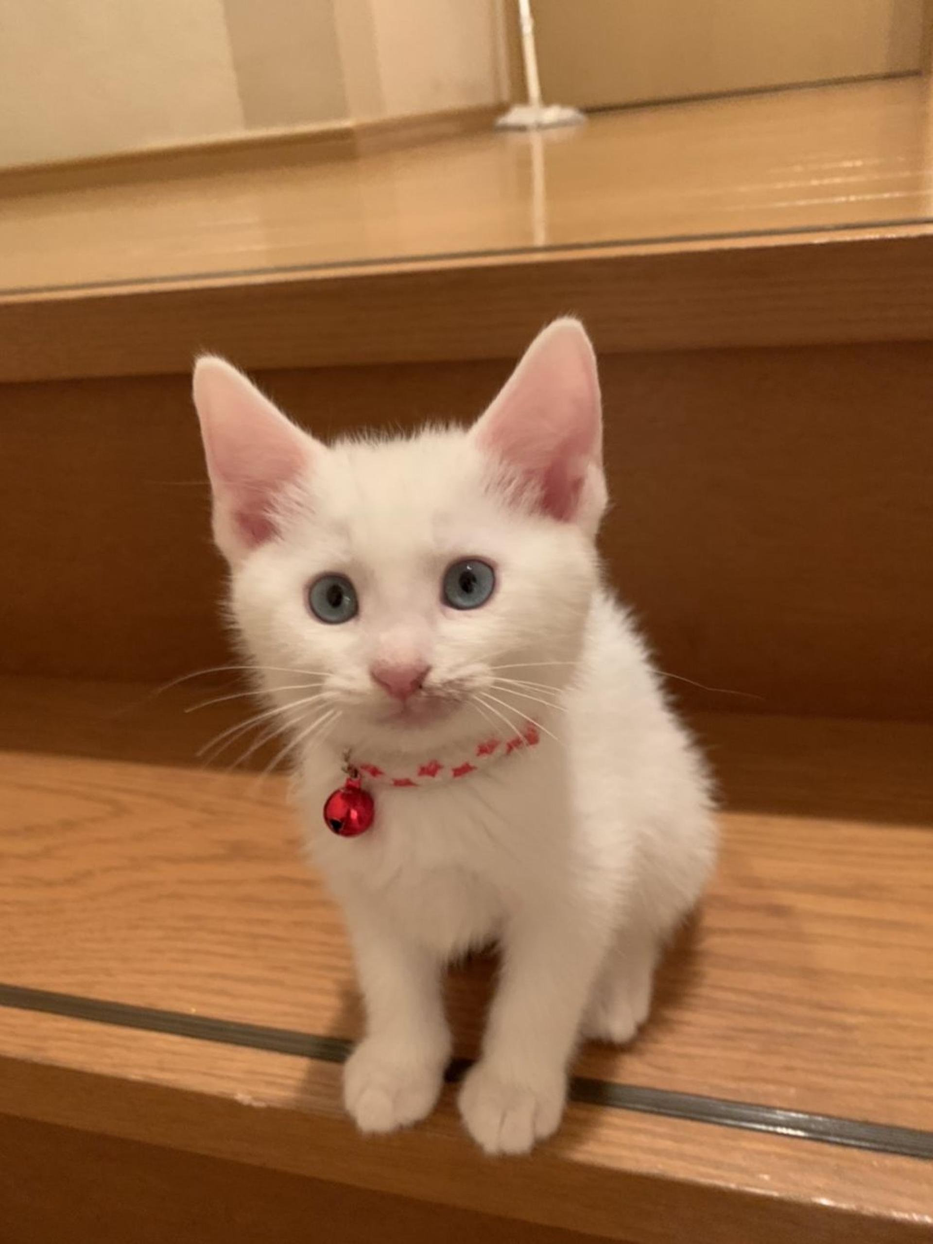 pet-image-4