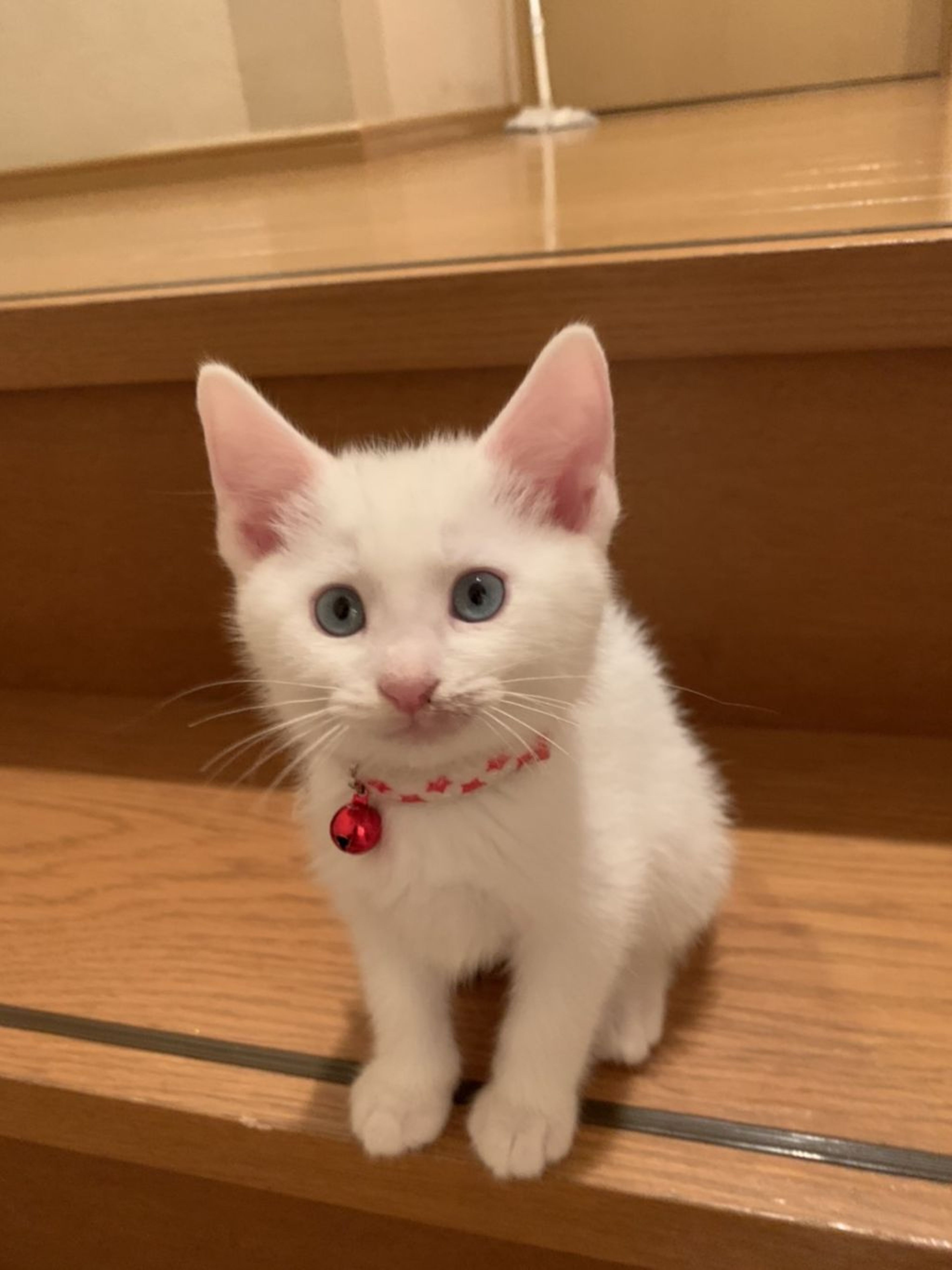 pet-image-4