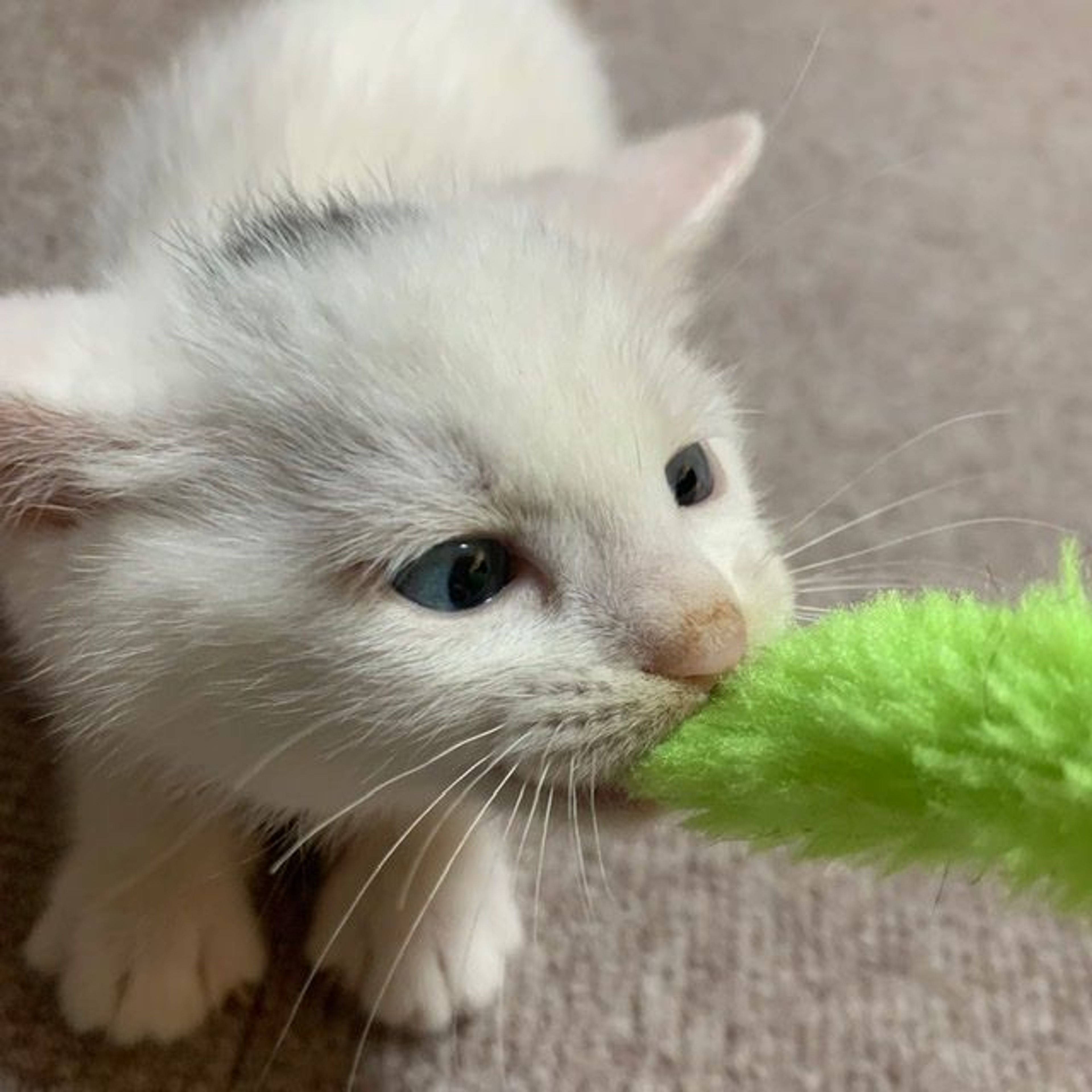 pet-image-5
