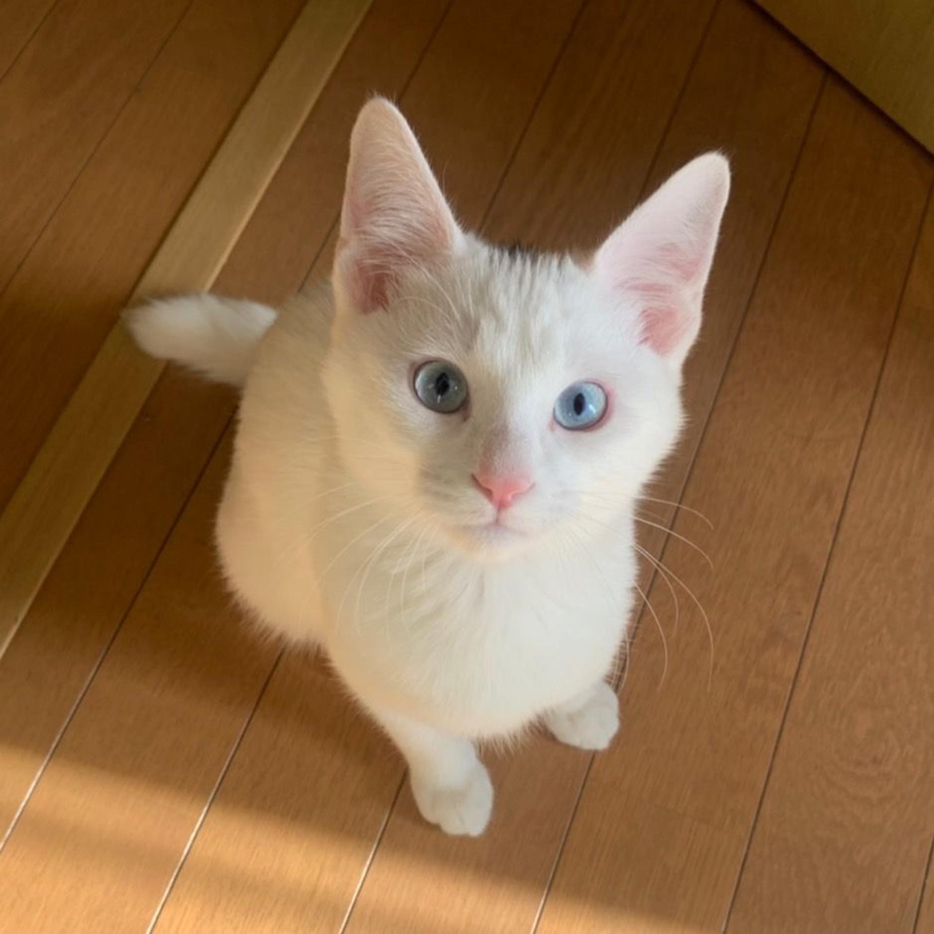 pet-image-3